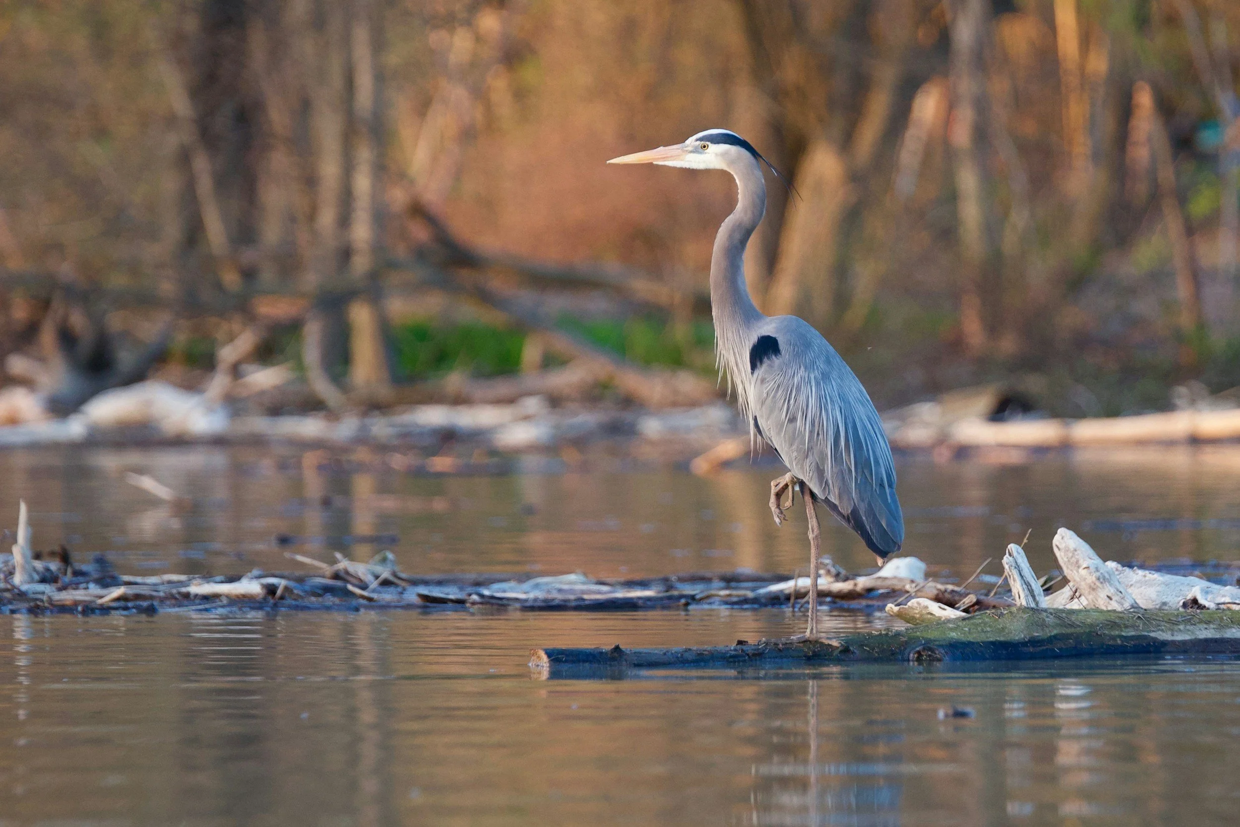 A heron standing on a log in a lake with a background of trees and driftwood.