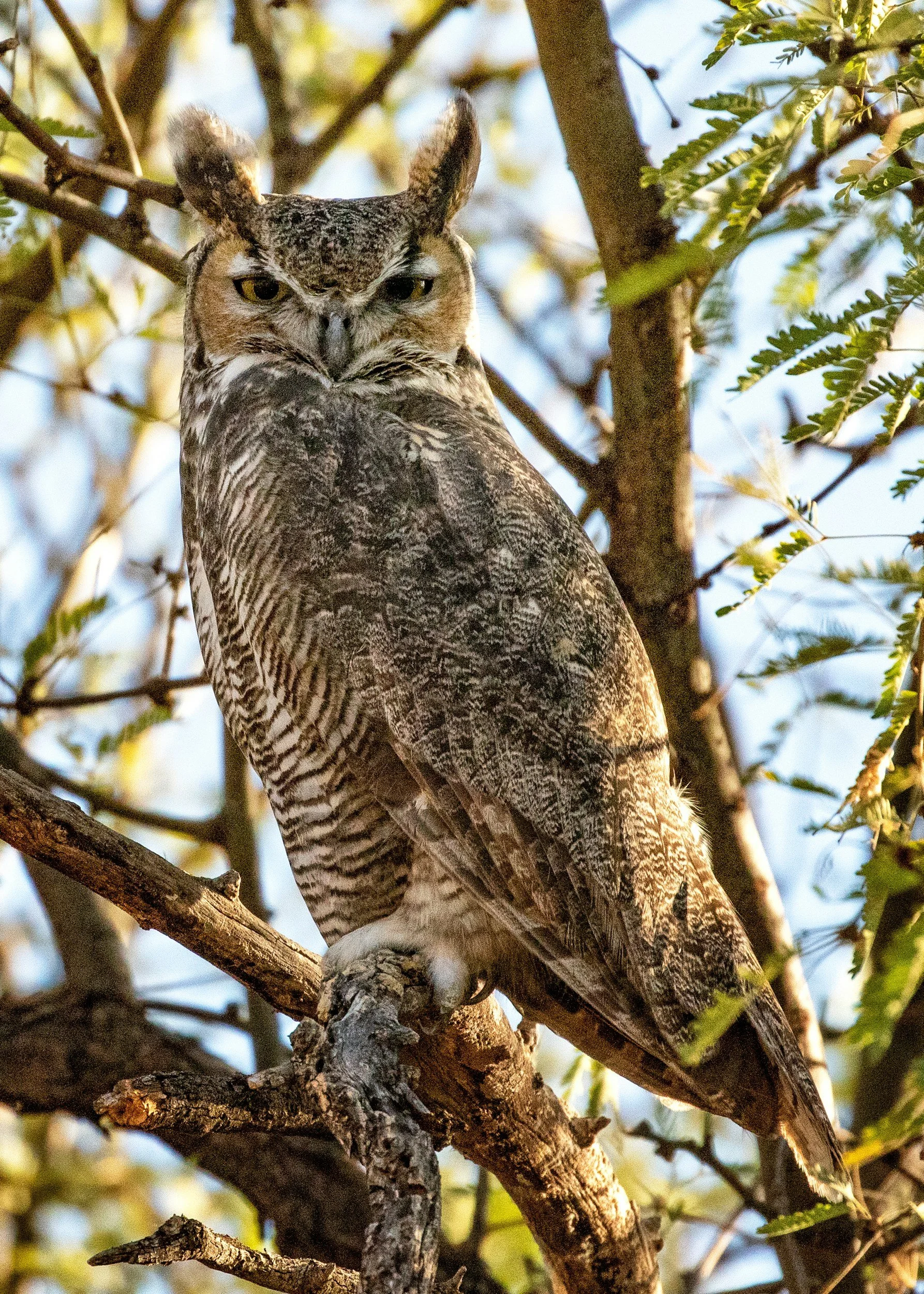 A detailed close-up of a Great Horned Owl sitting on a tree branch, with its head turned but eyes facing forward, surrounded by green leaves and branches.