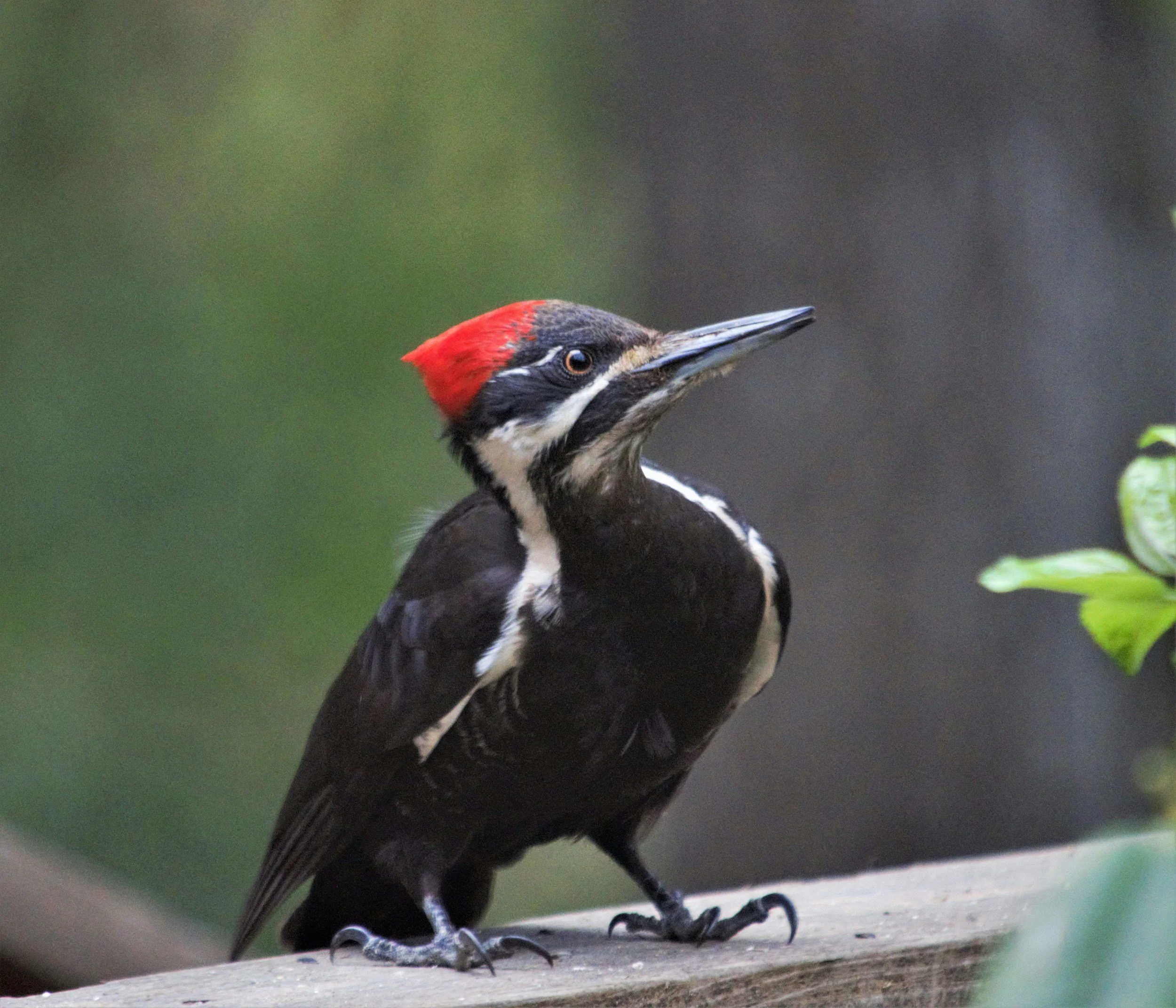 A woodpecker with a red cap perched on a wooden surface, facing to the right, with a blurred green background.