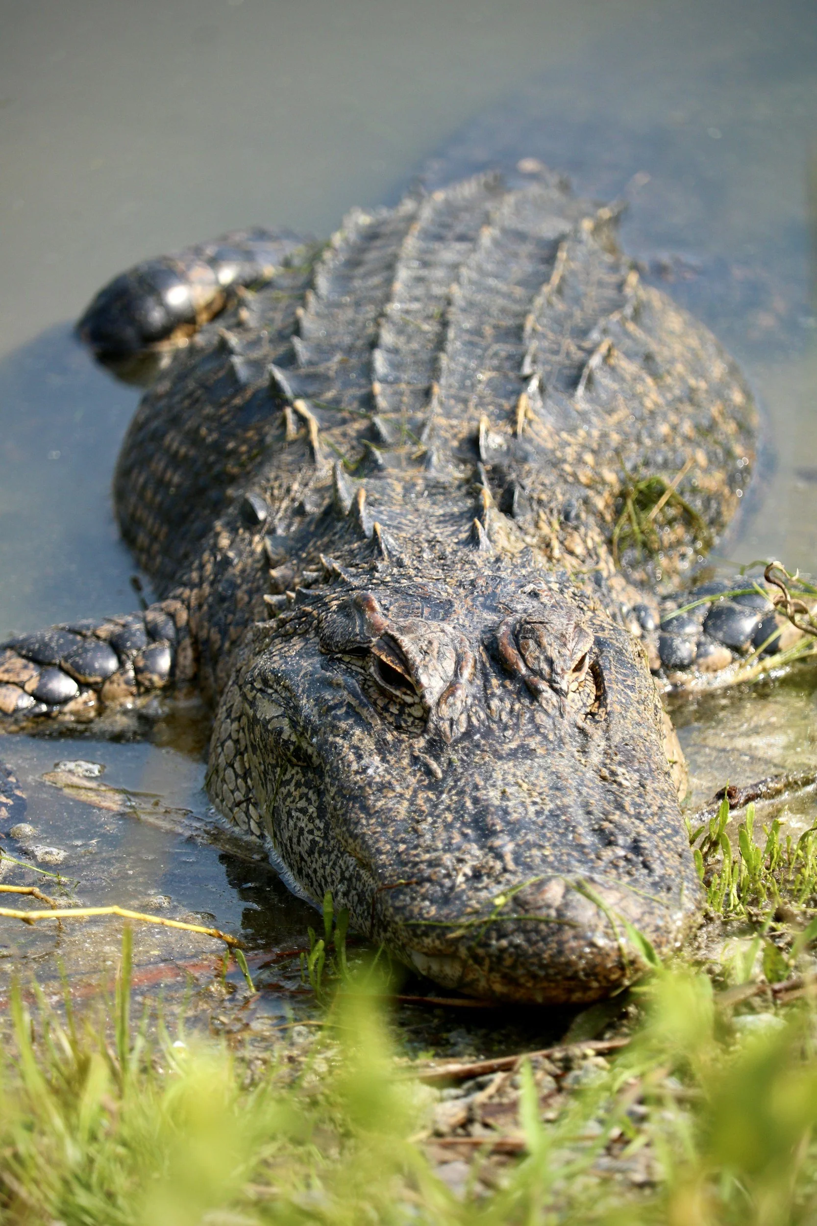 An alligator resting partially submerged in water with its head and part of its body visible, surrounded by green plants.