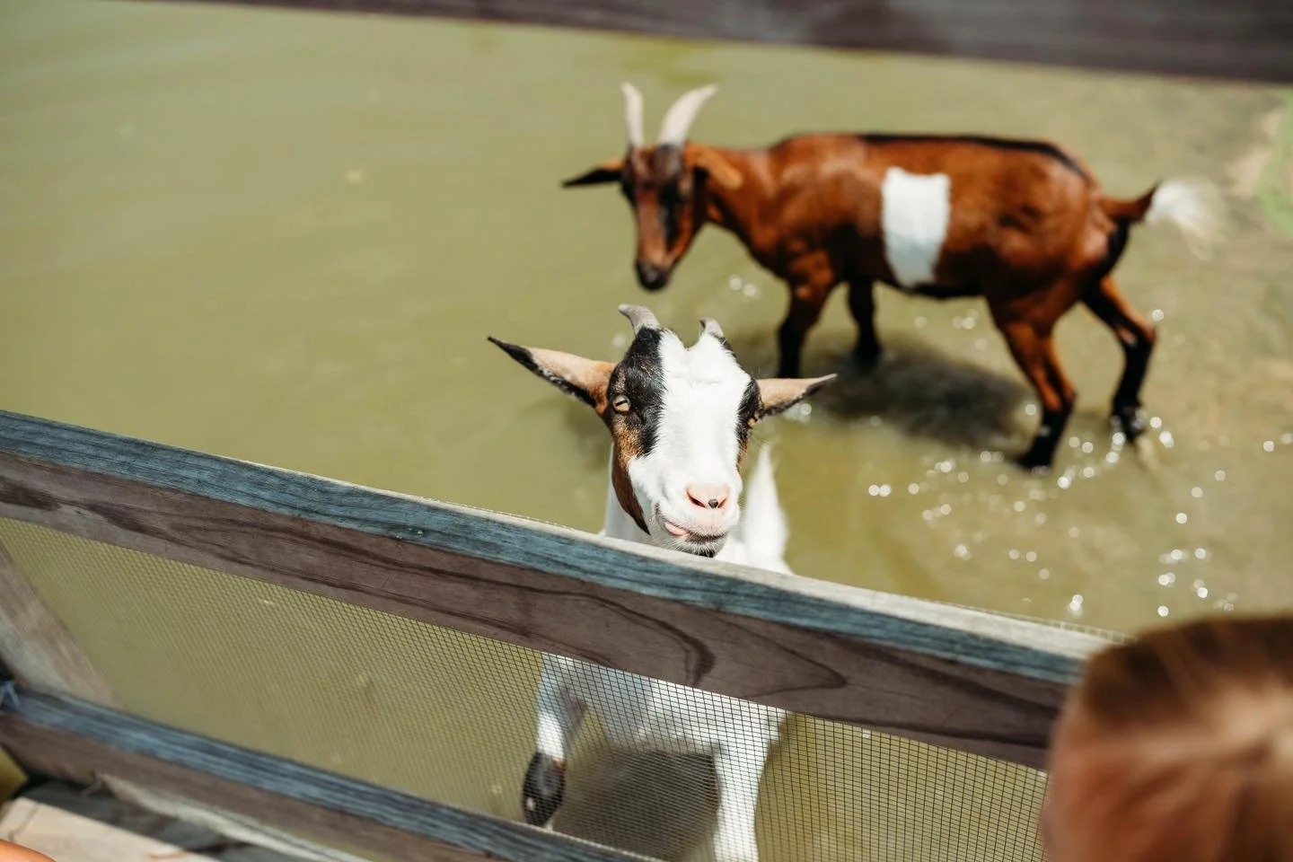 A goat standing behind a wooden and mesh fence, looking directly at the camera, with another goat in the background standing in a shallow pond.