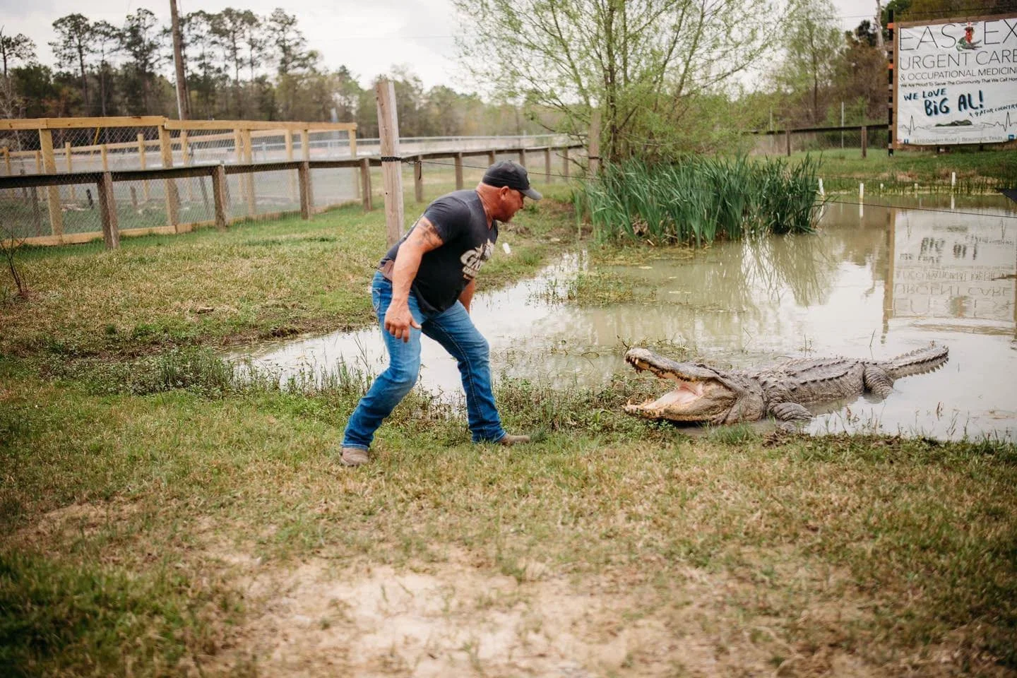 A man in a black cap and t-shirt standing near a crocodile on the grass by a pond, with his arm extended towards the crocodile.