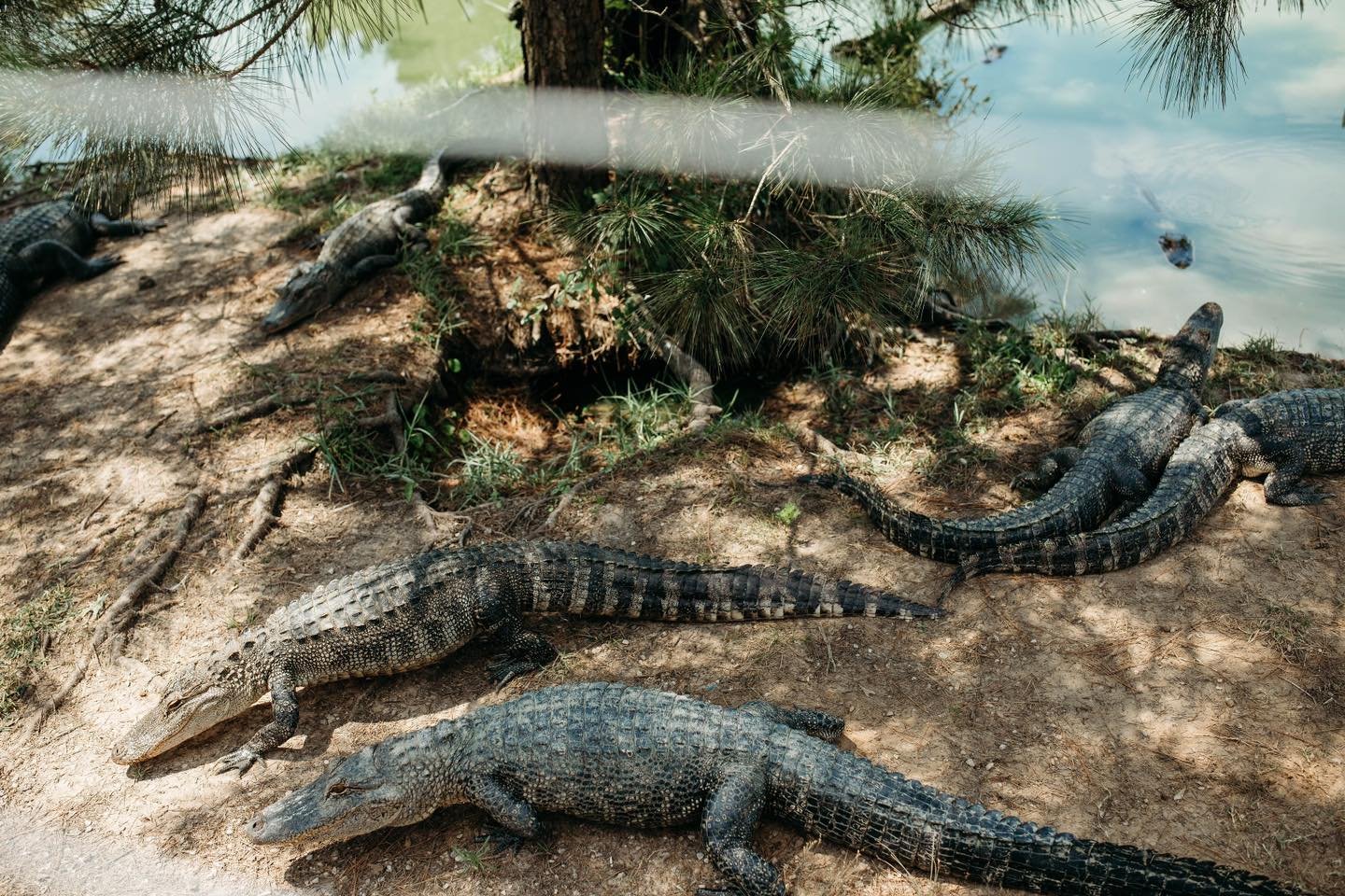 Multiple alligators resting on a dirt bank near water under trees and branches.