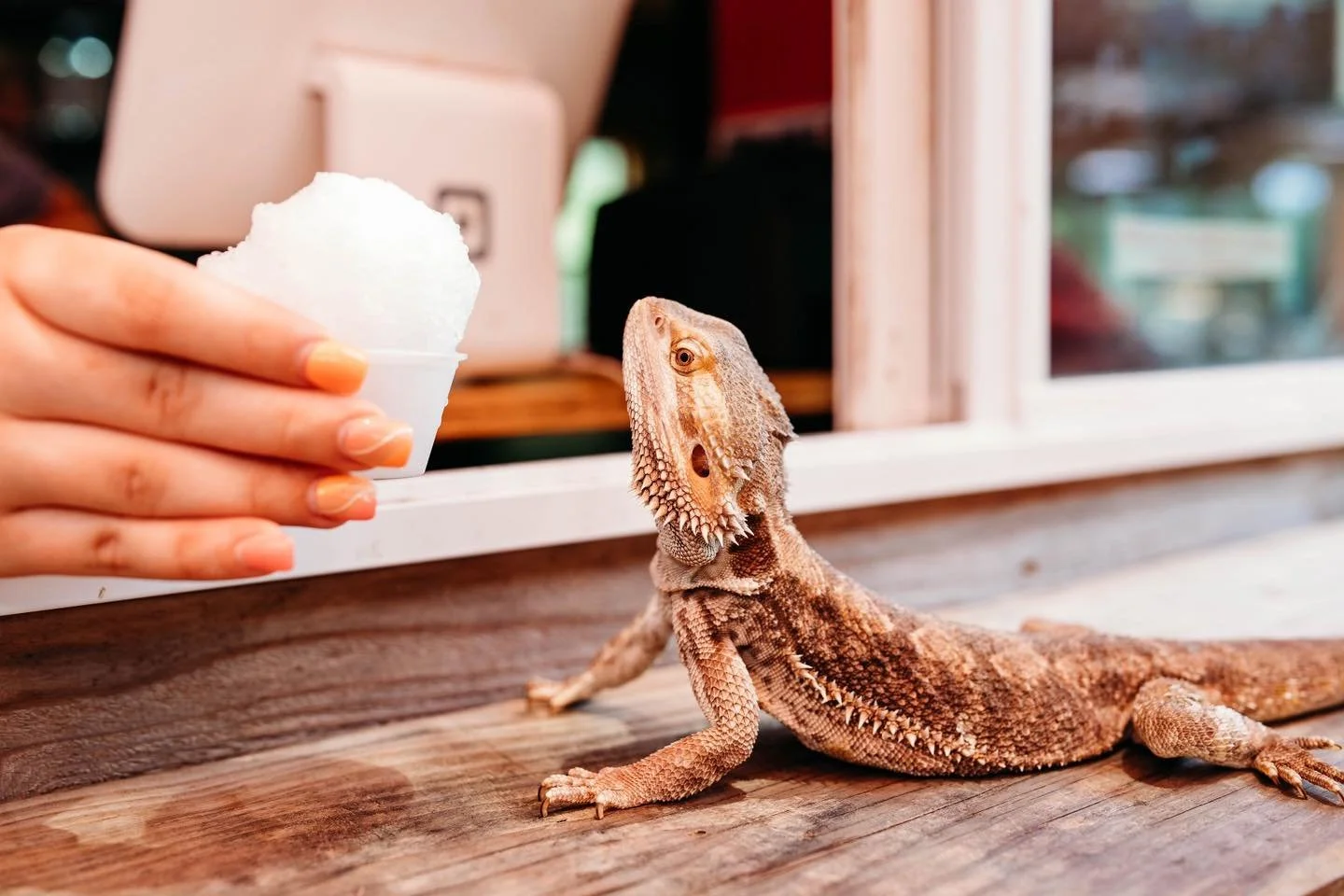 A bearded dragon looking at a woman's hand holding a cup of snow cone ice treat at a food stand.