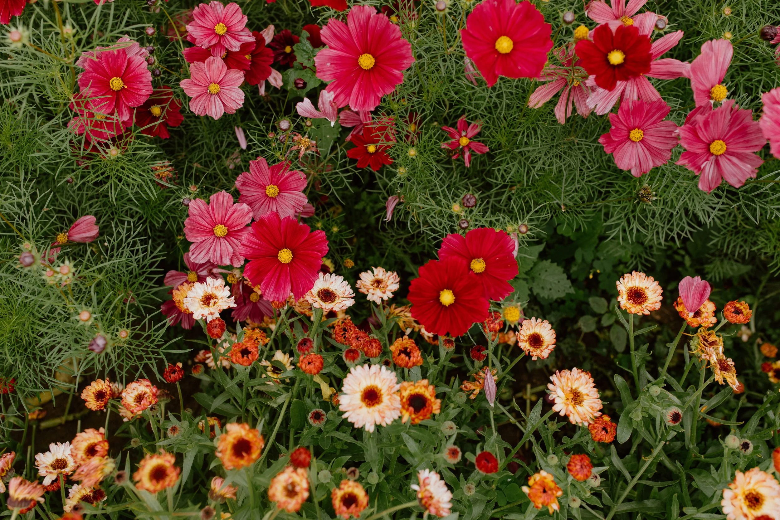 U-Pick flower season Opening