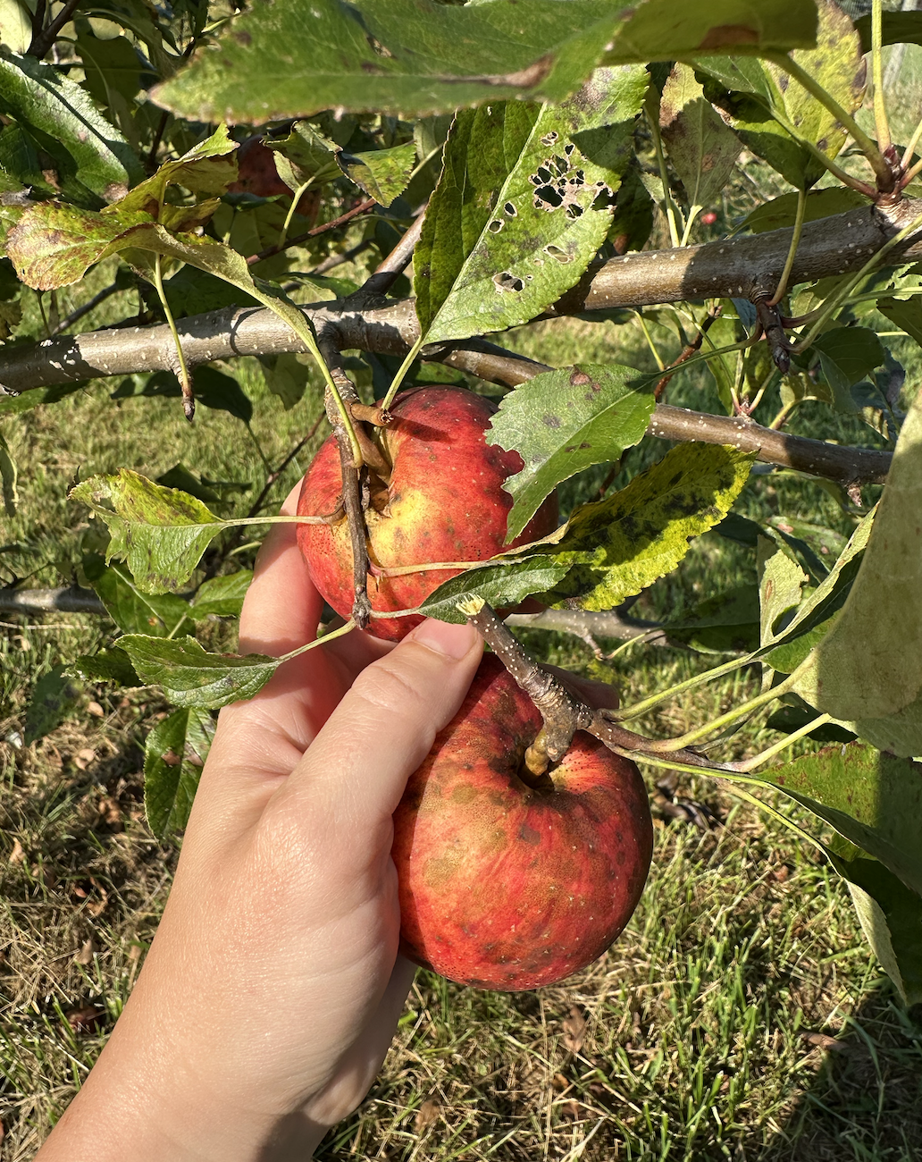 Pruning and Grafting Workshop with WVSU