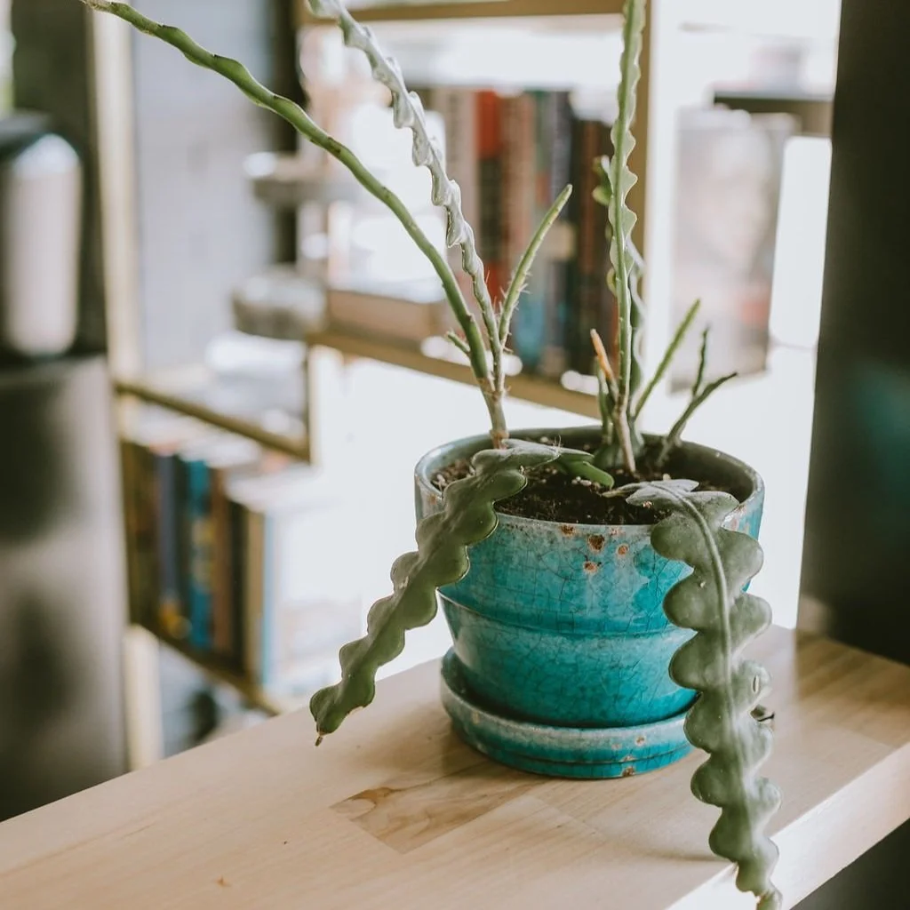 NEW GUESTS — Artform Hair Spa