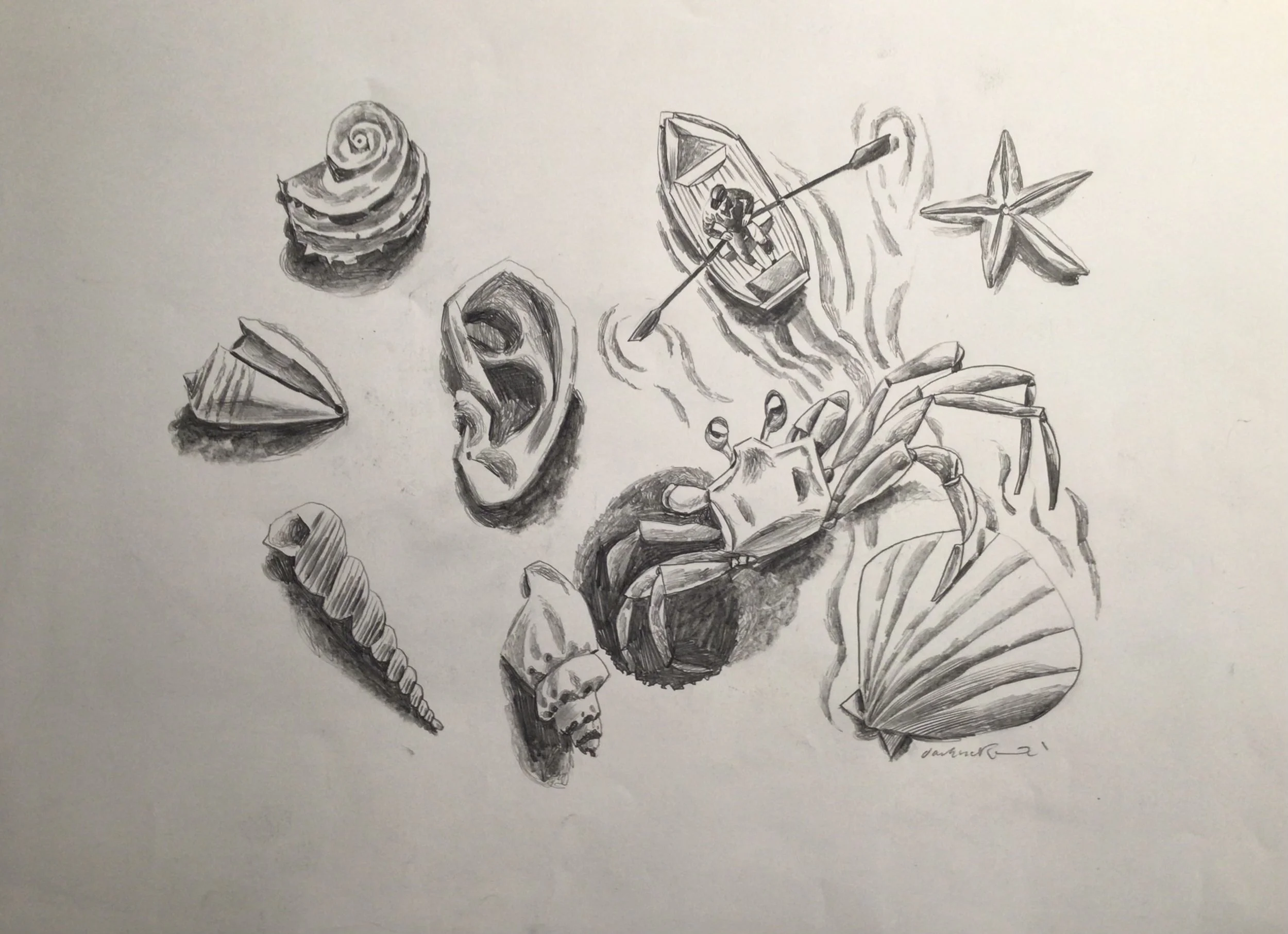 33: The Sea Shell. 
Pencil on Paper. Paper Size 420x594mm. £500