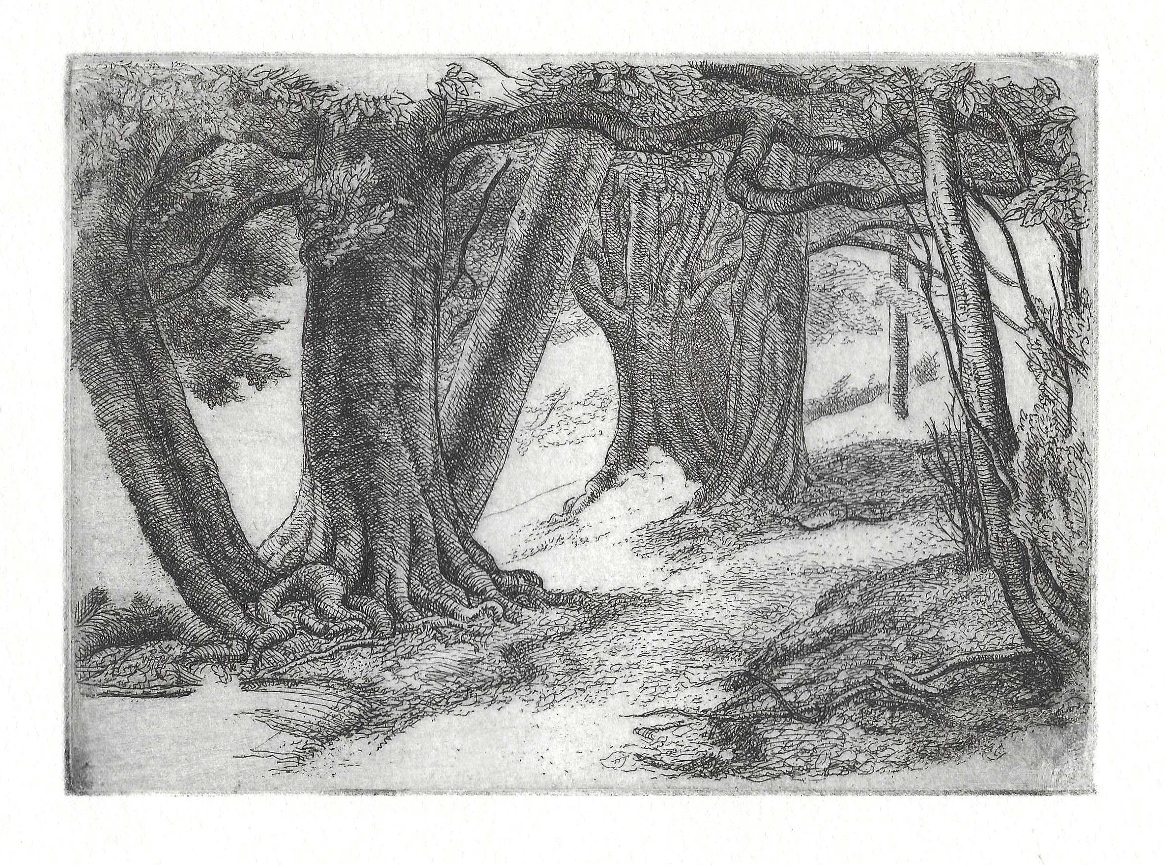 Box Hill Beeches. Etching by Paul Drury