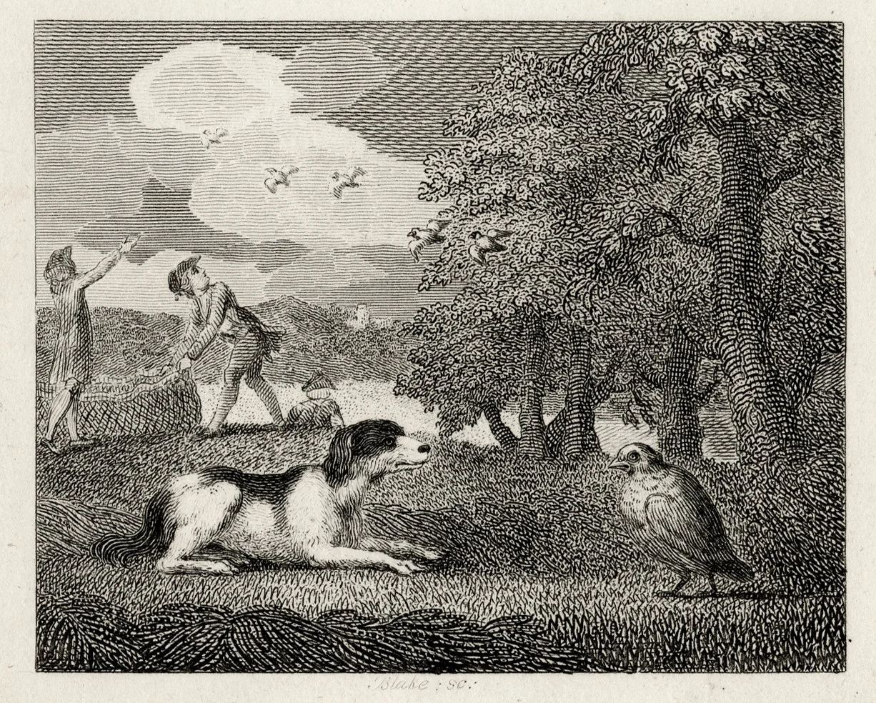 William Blake
Setting Dog and the Partridge
Engraving 1793
£495