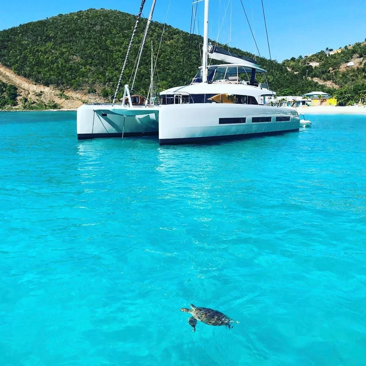 Discover the beauty of the ocean aboard Tellstar! 🐢 #worldoceansday #summervibes