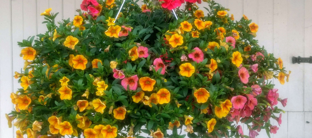 12" Sun Combo Hanging Flower Basket