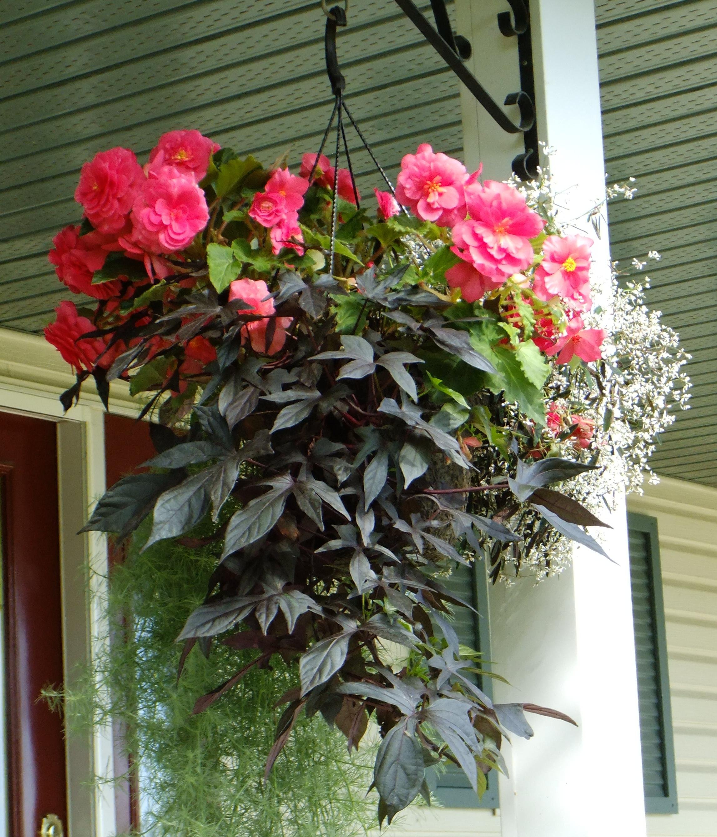 12" Shade Combo Hanging Flower Basket