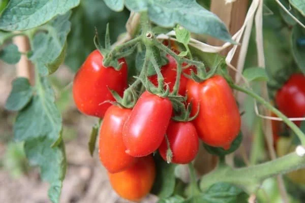 La Roma Tomato Plant