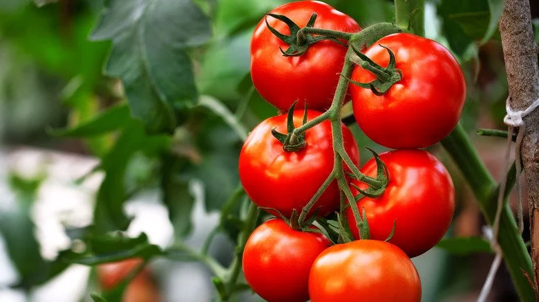 Early Girl Tomato Plant
