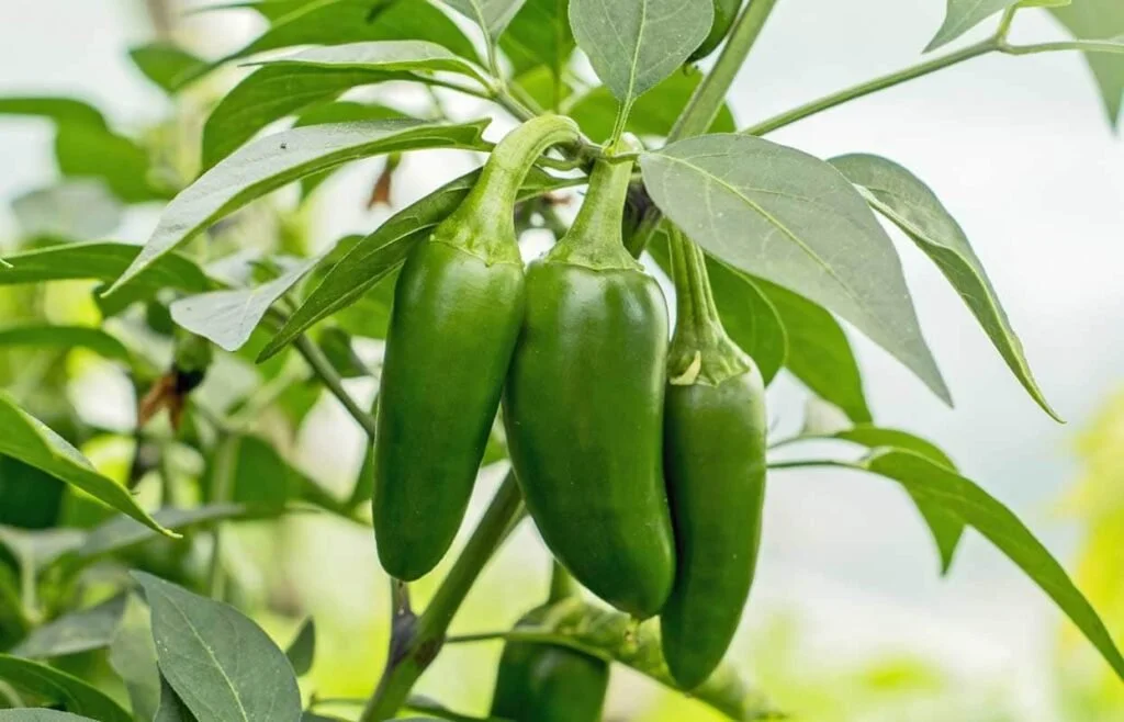 Jalapeno Pepper Plant