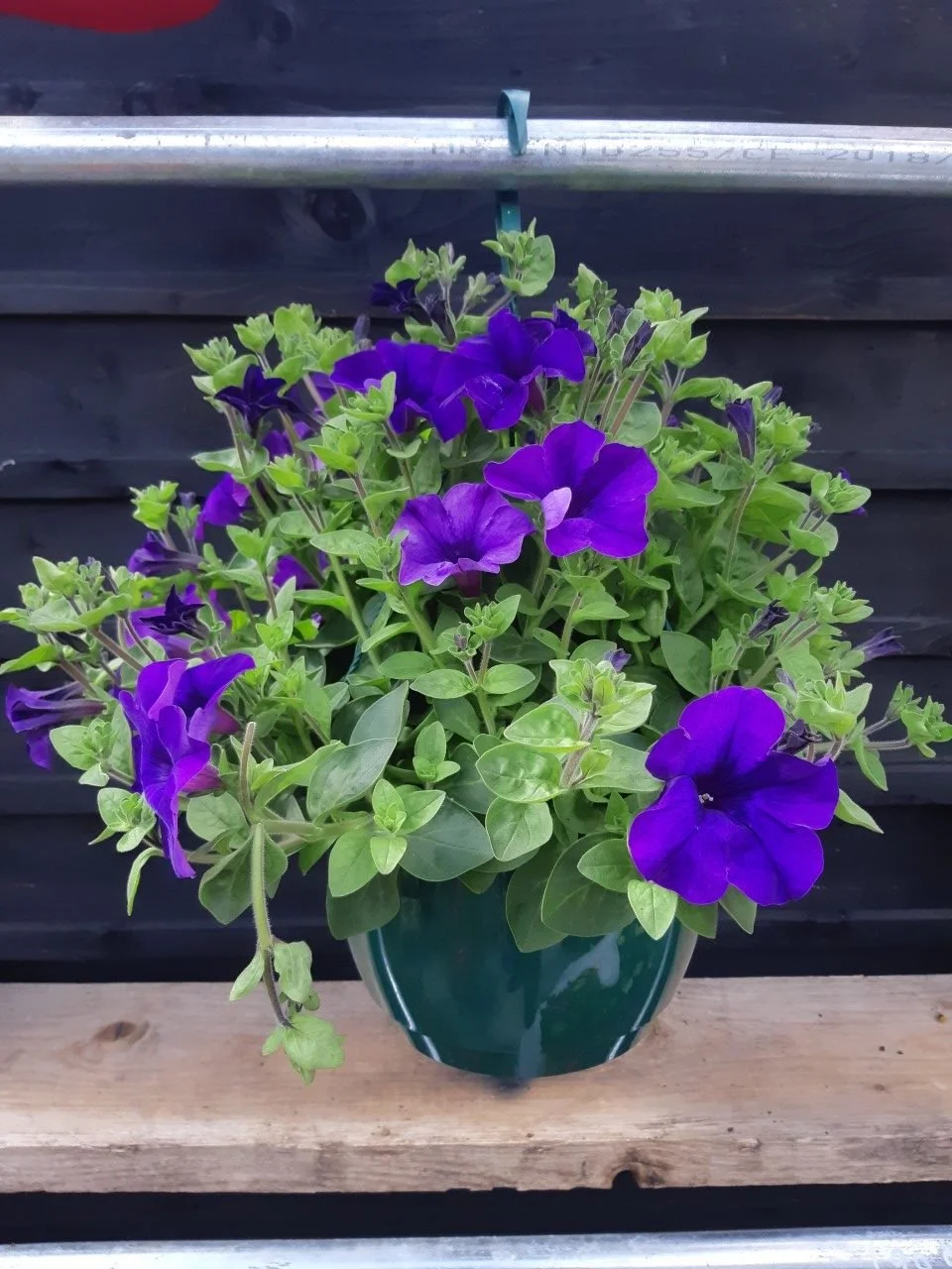 10" Petunia Hanging Flower Basket