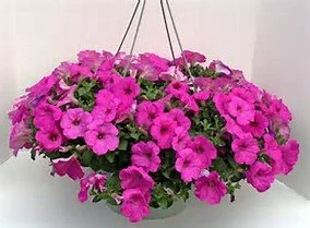 2 Petunia's for $45.00