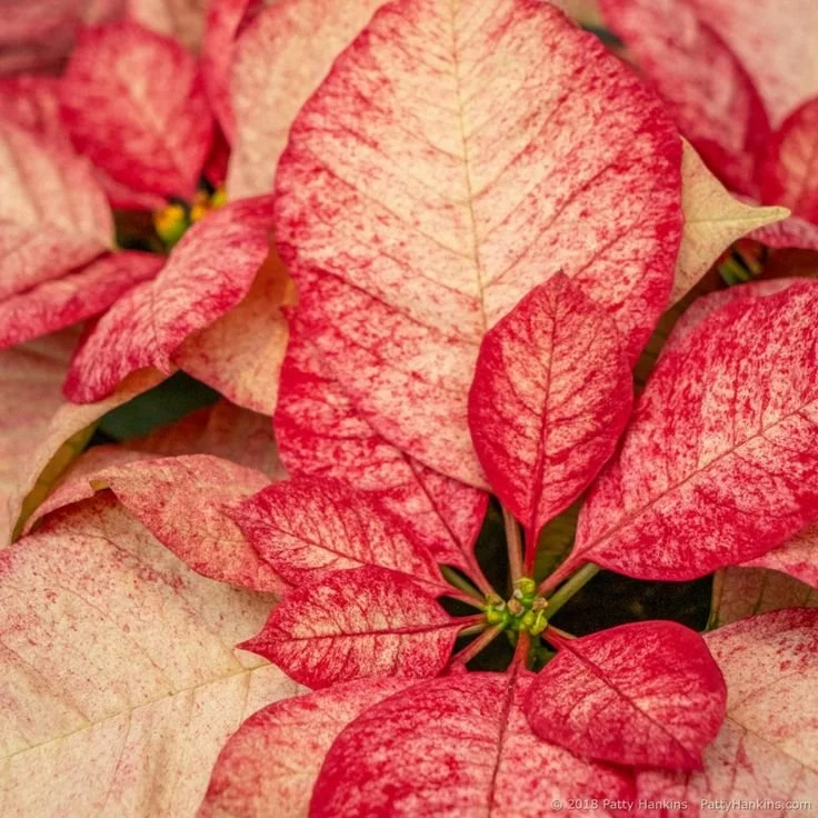 Residential Case Purchase Poinsettia - Picasso