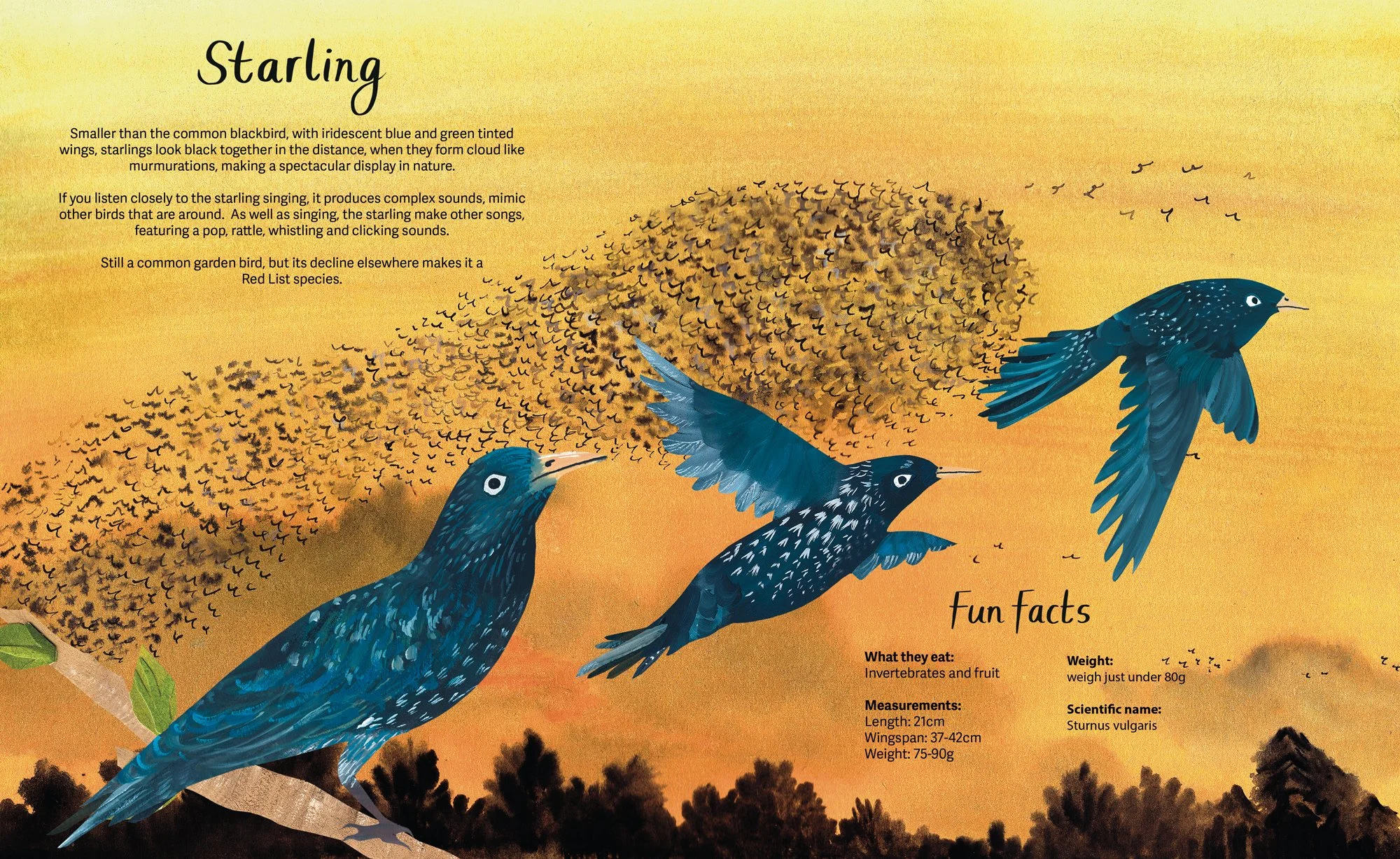 Starling_Book_spread.jpg