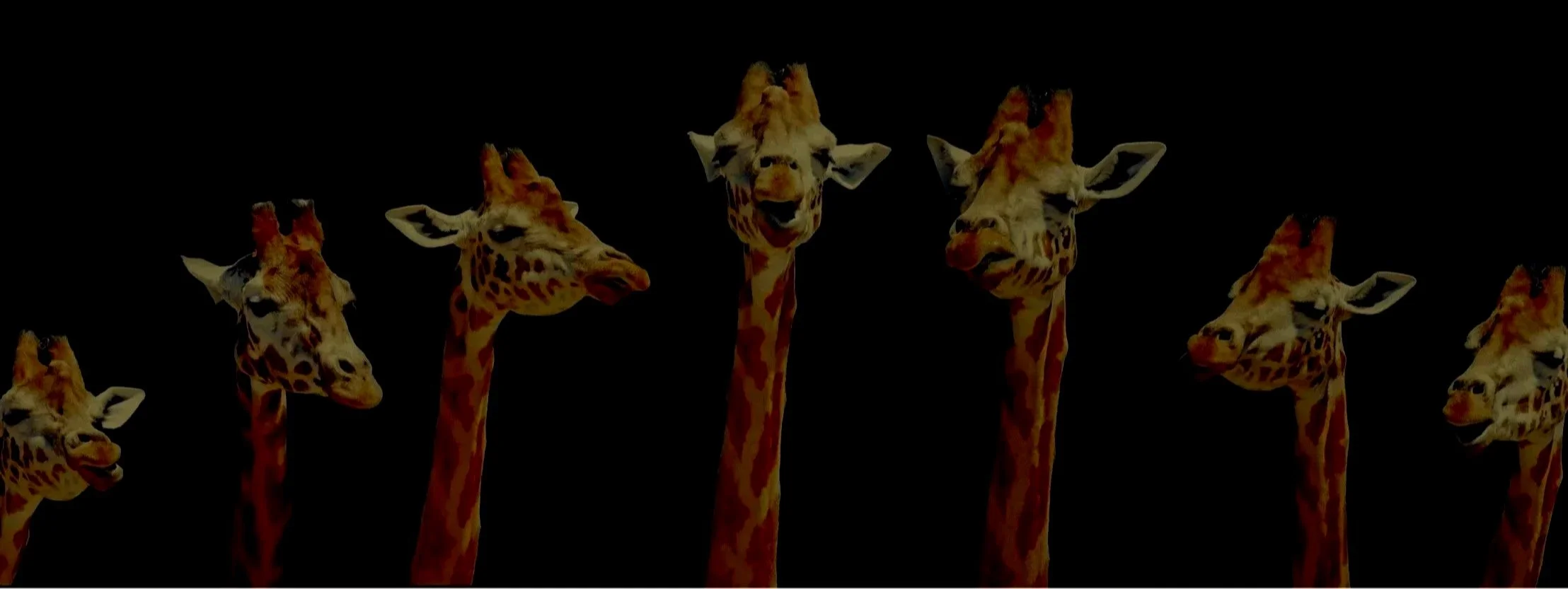giraffe%2525252Bheads%2525252Bon%2525252Bblack%2525252Bbackground%2525252BAdobeStock_159732335.jpg