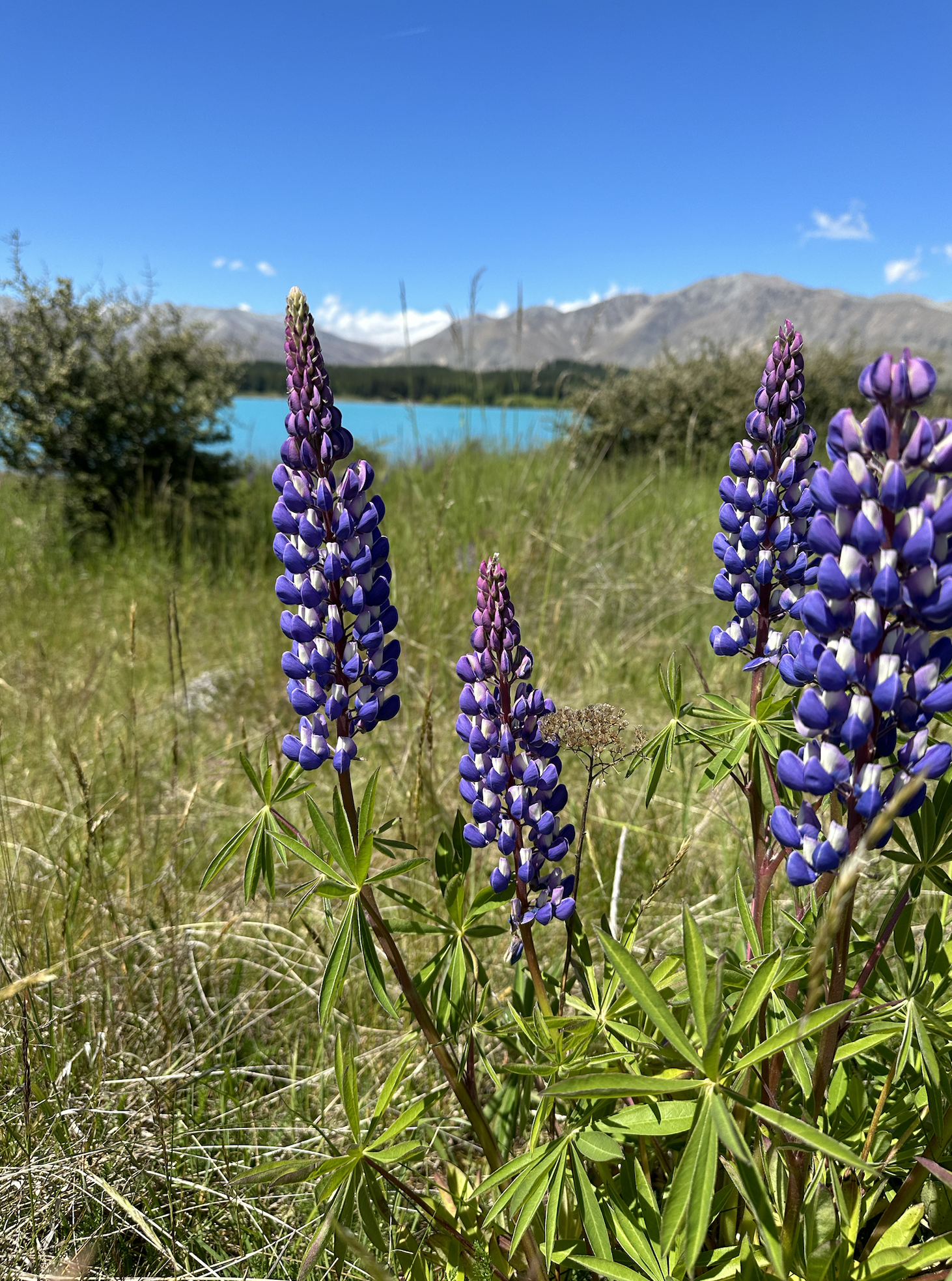 Screen Shot 2022-12-24 at 3.00.46 PM.png