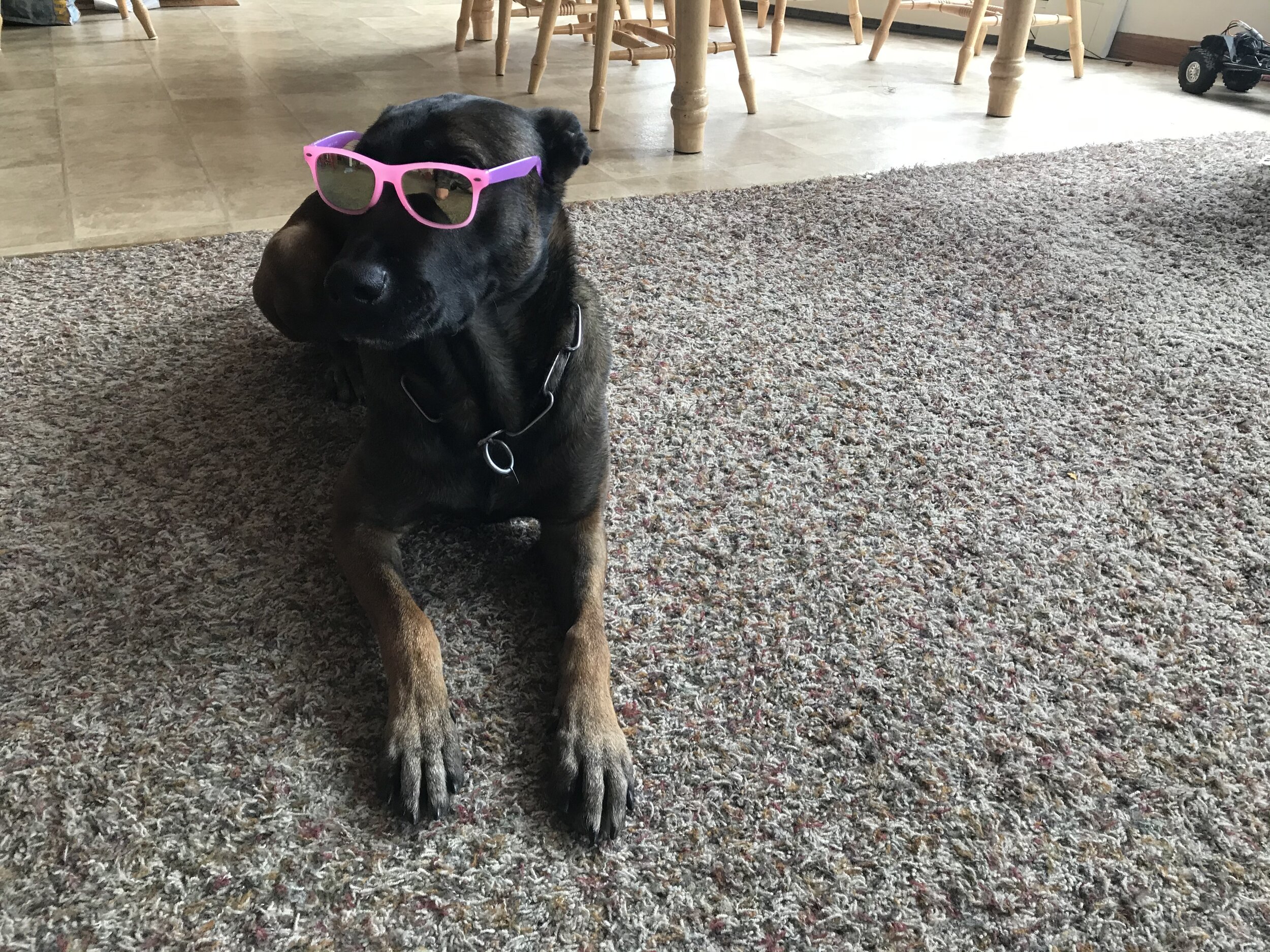 K9 Rylin - Knows how to play it cool