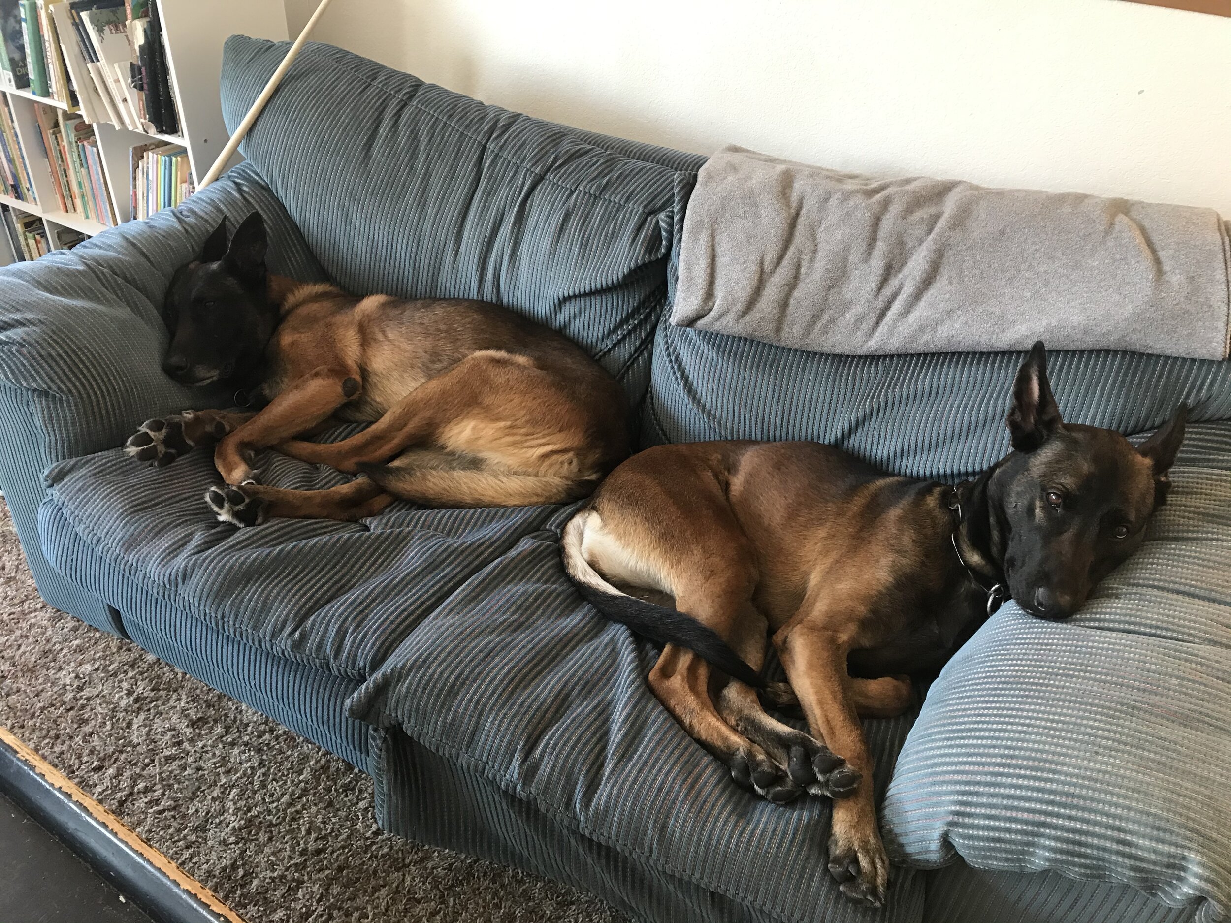 Retired K9 Alex &amp; K9 Rylin - Pooped pooches