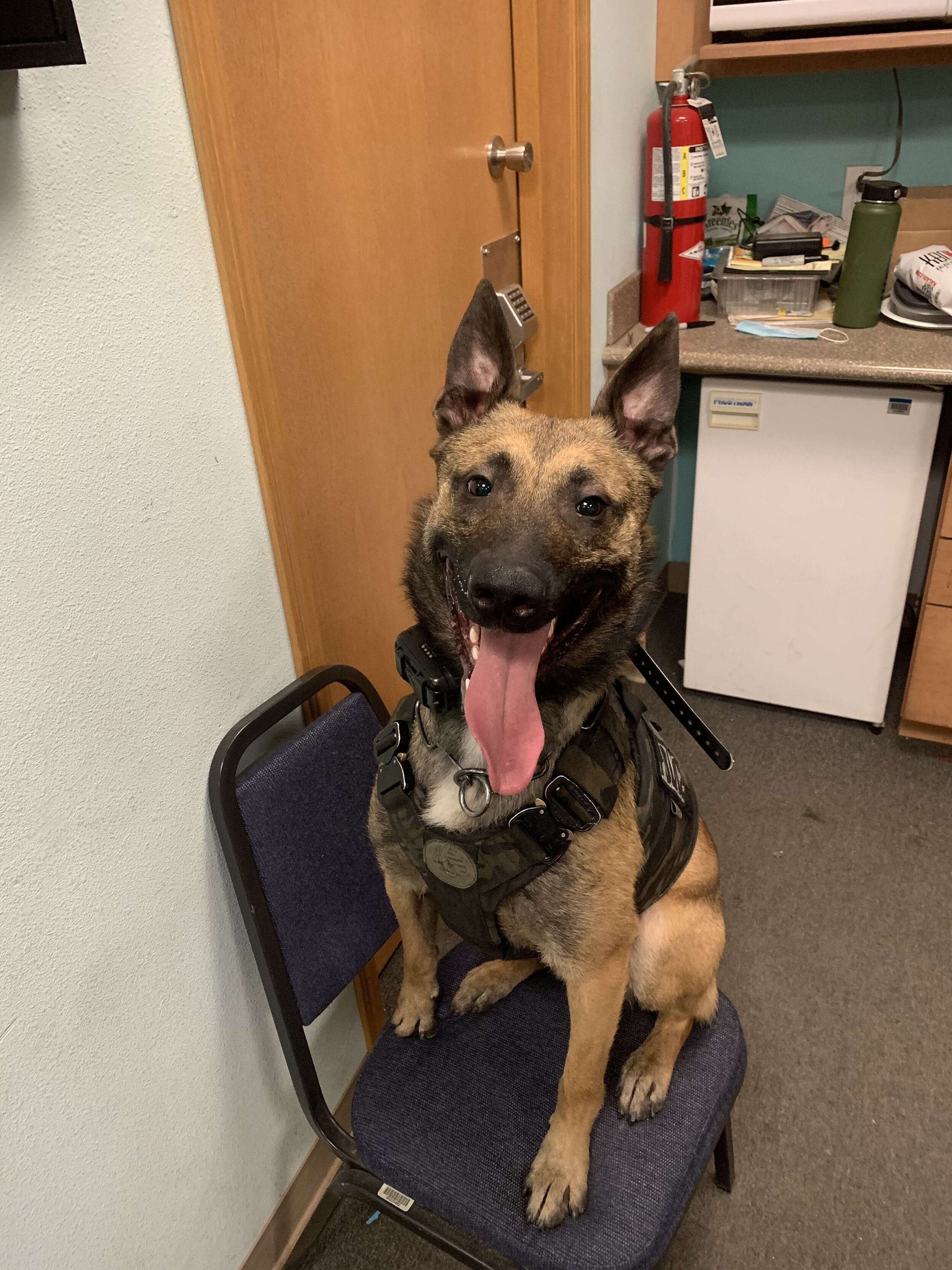 K9 Ray - taking a break