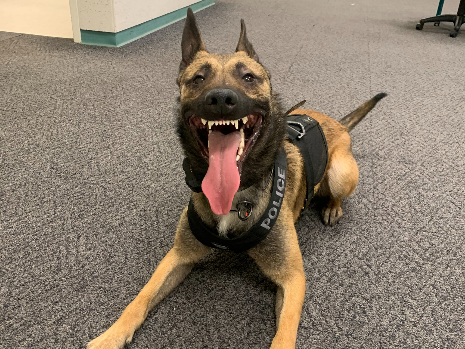 K9 Ray - Wins the "Best Smile" award