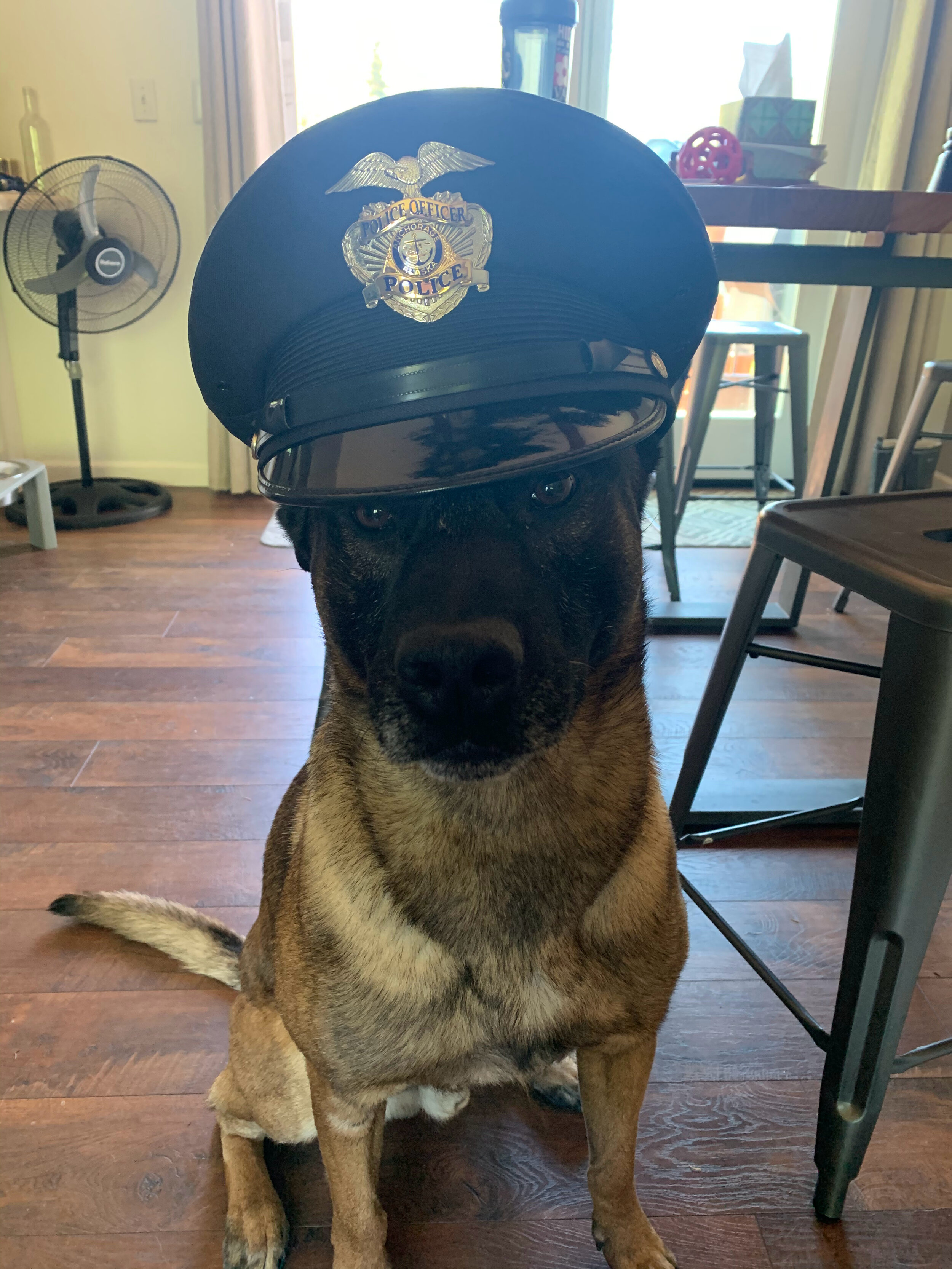 K9 Hank "Official"