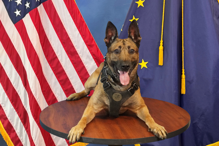 Ufficiale Di Polizia Milare E Pastore Tedesco Al Guinzaglio O Al Cane Territorio Guardia All Aperto Soldatino Con Fune Nel Campo Image277098613