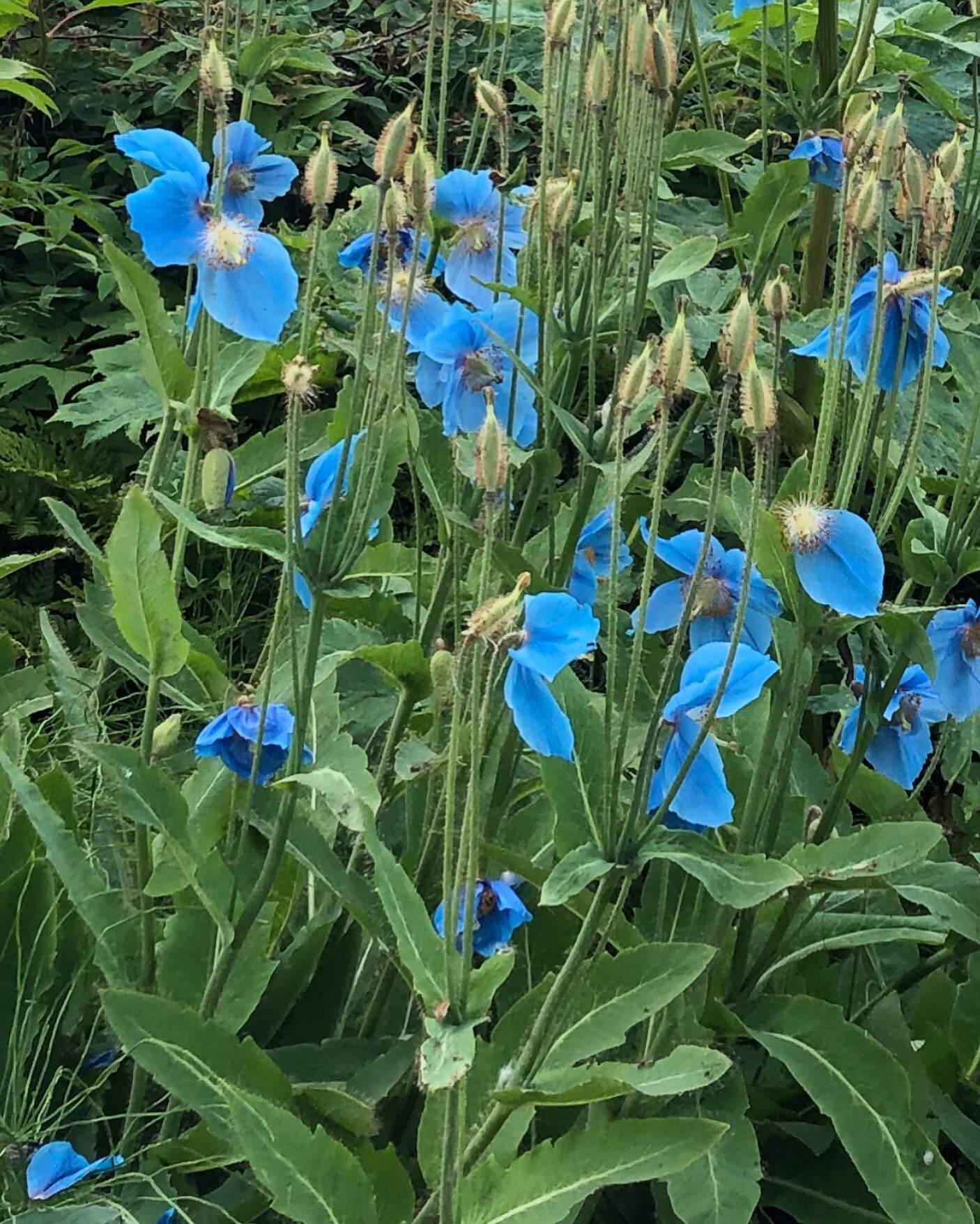 #bluepoppies  in #girwoodalaska