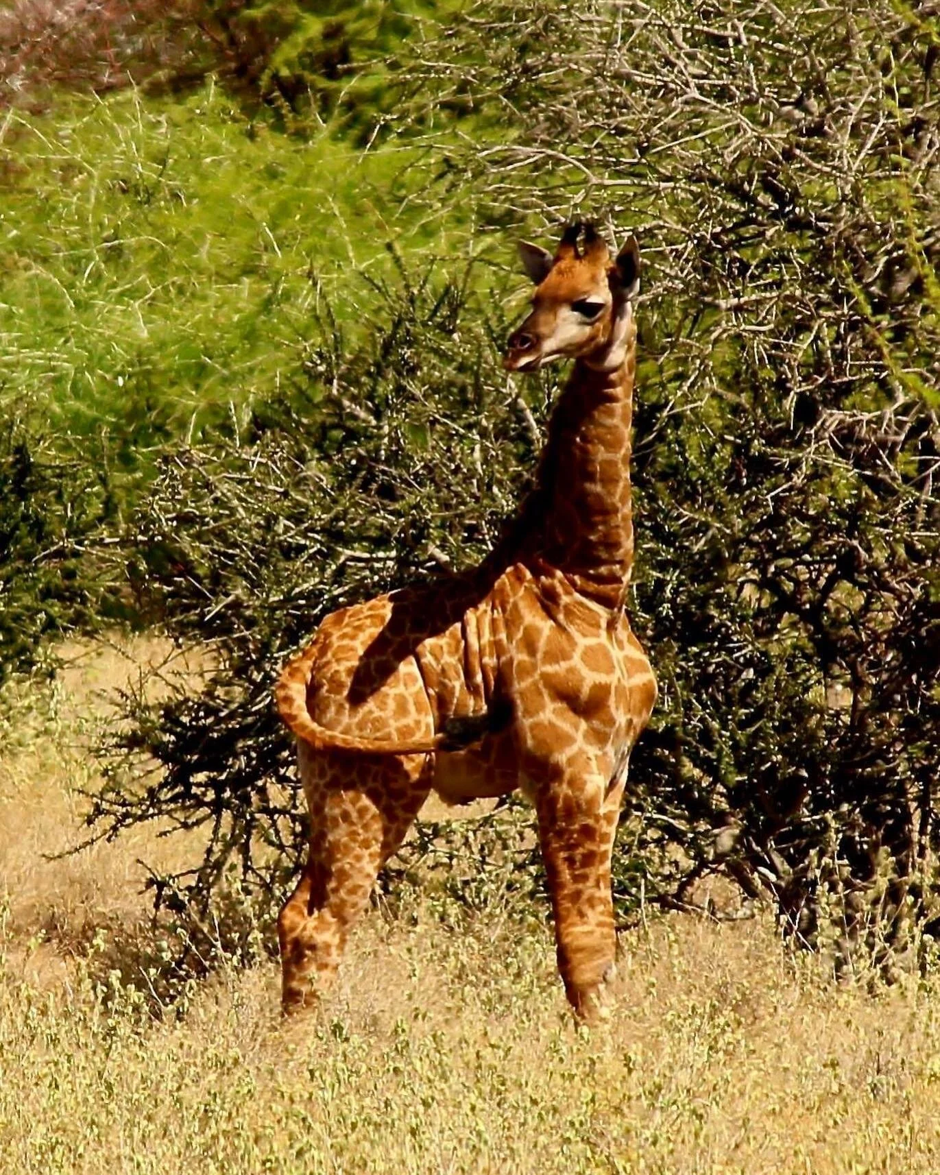 Spied a cute little local that lives in the bush where we&rsquo;re working to develop an &ldquo;Integrated Management Area&rdquo; (or community wildlife conservancy). 

@rangelandsregeneration is working with the communities to rehabilitate this beau
