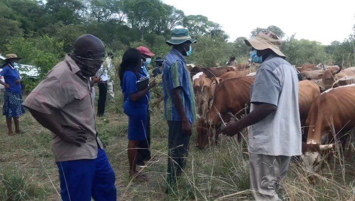 Did you know you can regenerate land with cattle? 🌱🐂🦒

Beitbridge has a naturally dry, harsh climate. But the effects of climate change, worsening droughts and overgrazing has led to land degradation. 

When cattle are managed holistically, land a