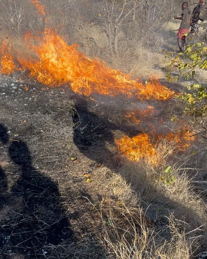 Veld (grass) fires have been tearing through important grazing areas for local Beitbridge communities over the past few days, so far estimated to have burnt about 6,000 hectares. 

The combination of thick grass cover, dry conditions and strong winds