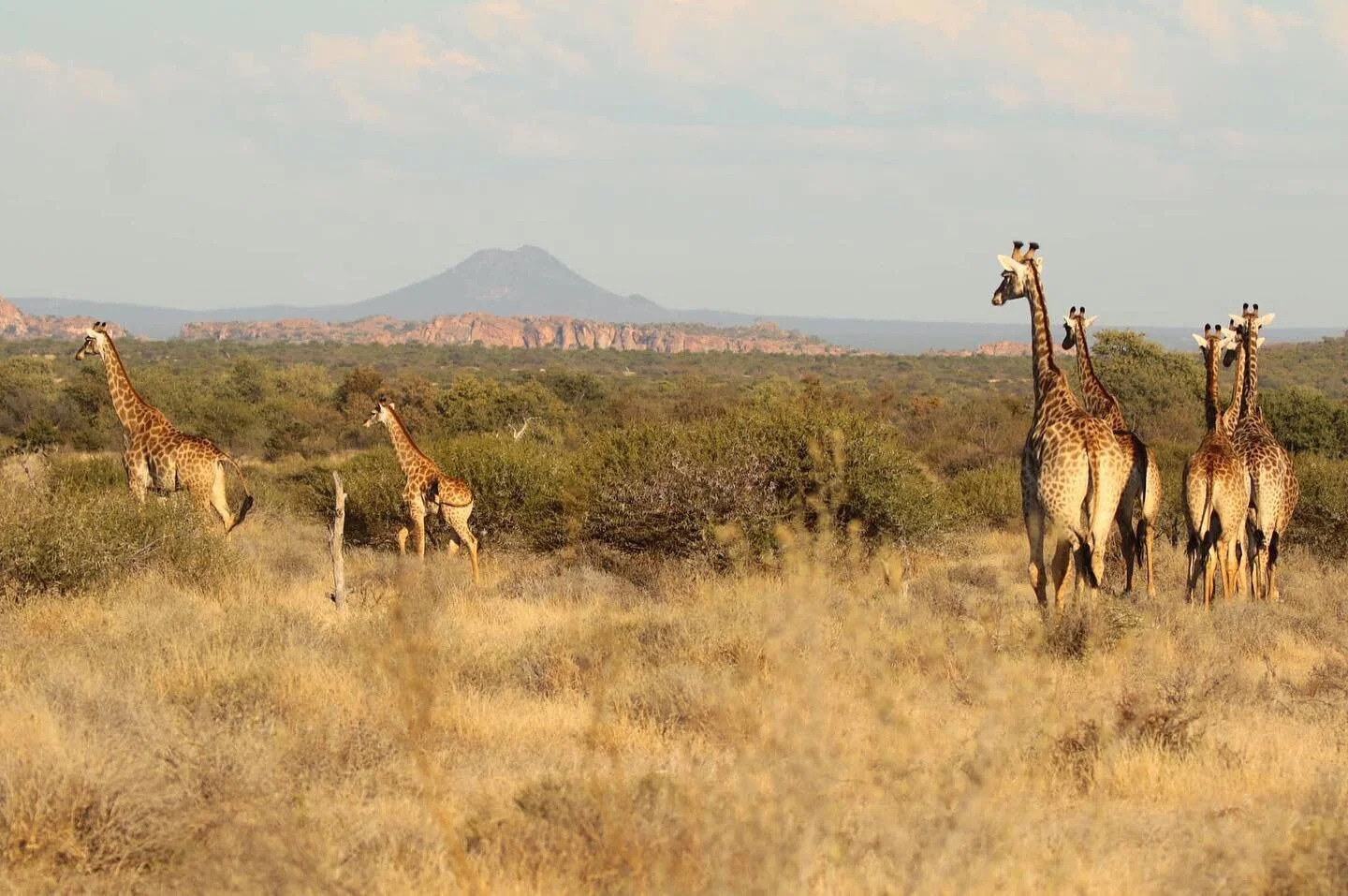 So what are rangelands and why do they matter? 🌱

Rangelands are &lsquo;open country&rsquo; &mdash;  grasslands, scrublands and woodlands. They&rsquo;re mainly used for livestock grazing or wildlife, and tens of millions of people depend on them to 