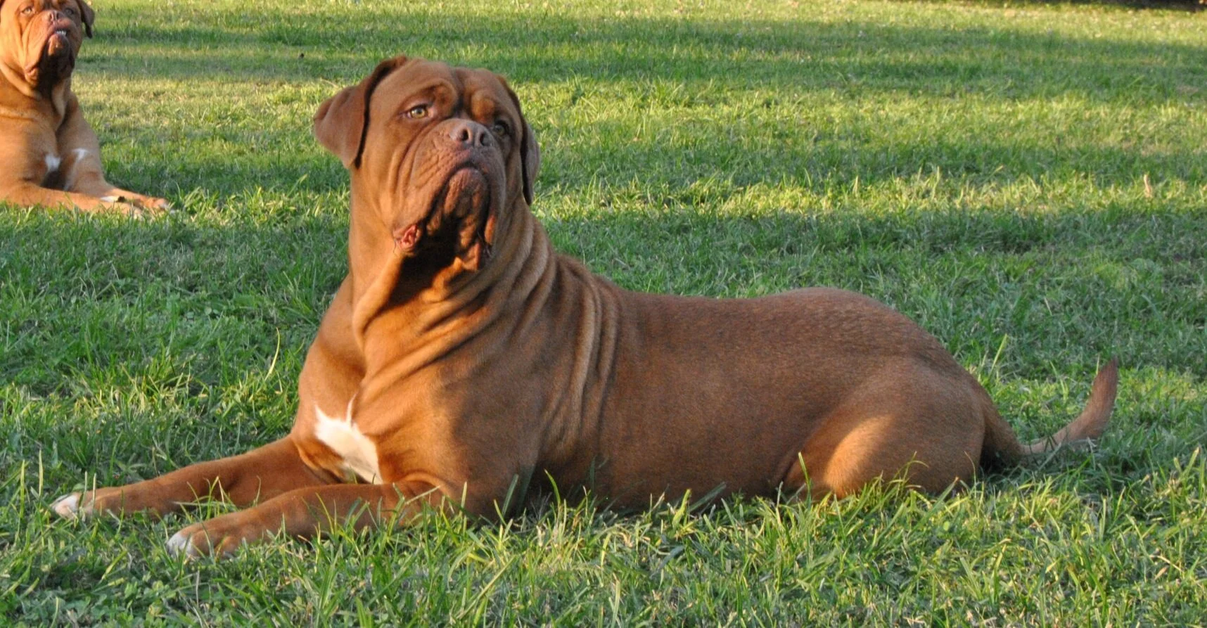 vineyard dogue de bordeaux
