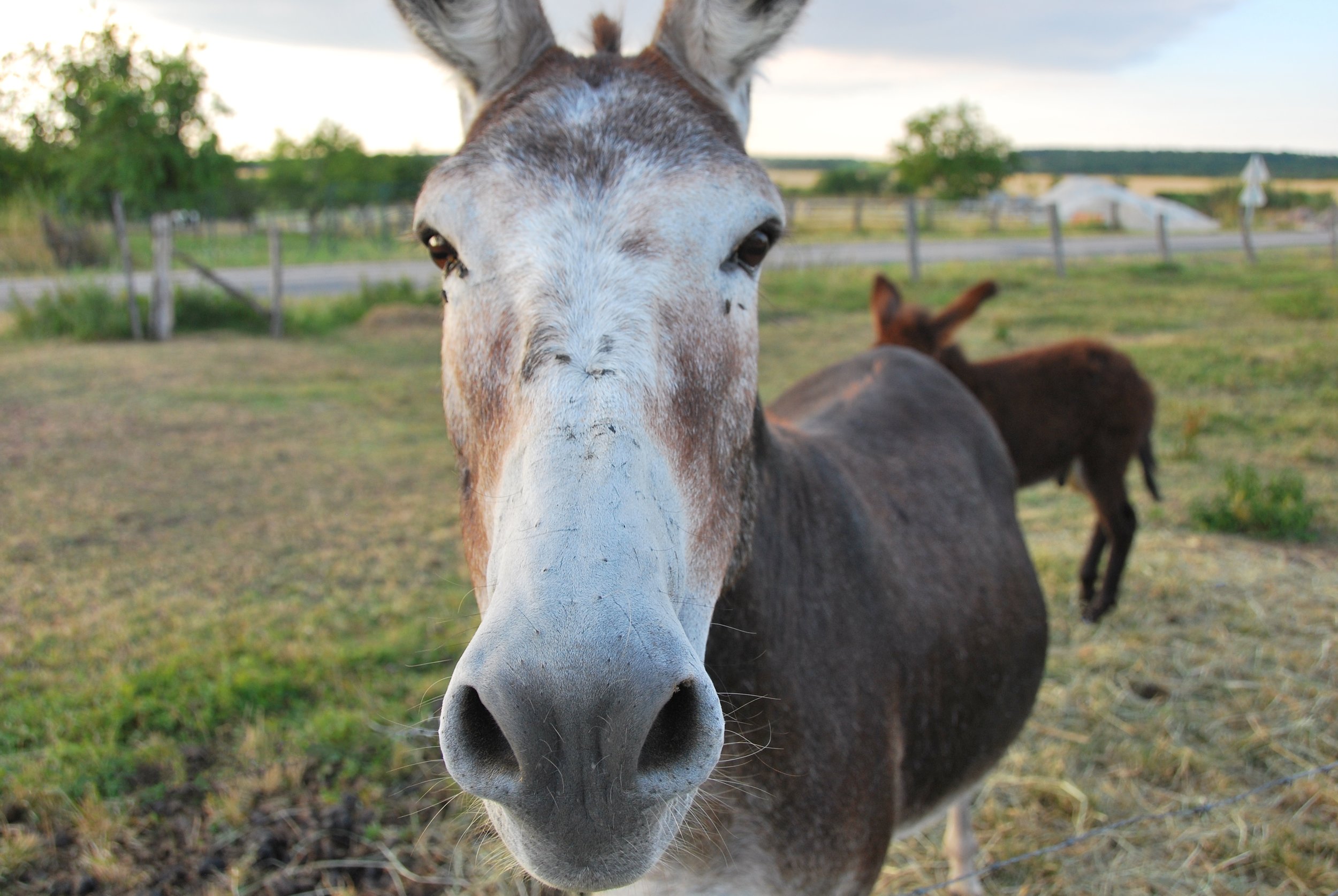 Video Podcast: Are tech unicorns real or merely a mythical creature?