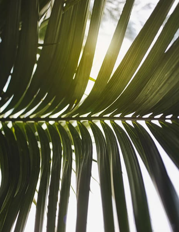 Close-up view of a palm tree's green fronds against a partly cloudy sky.