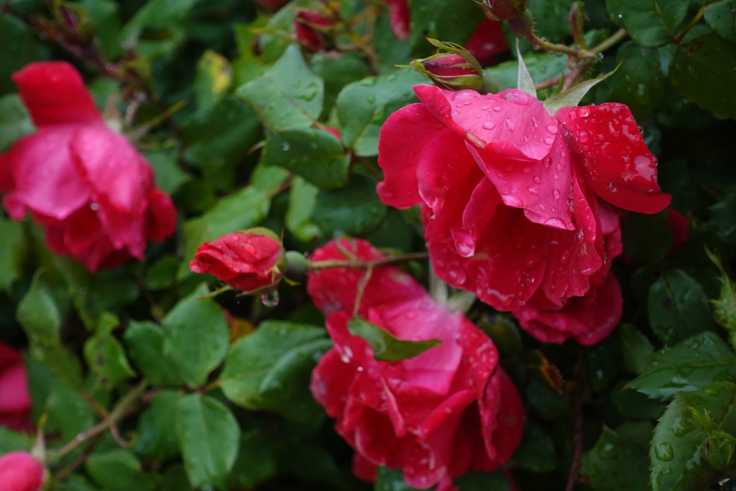DSC02175.JPG