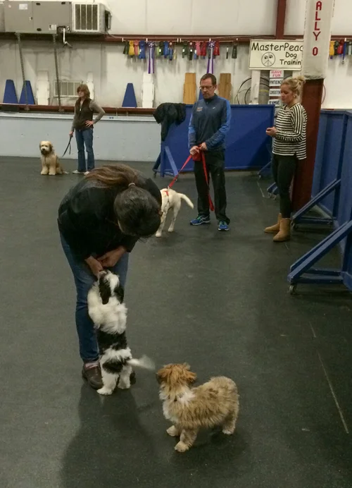 Havanese Dog Training: Mastering Puppy Obedience