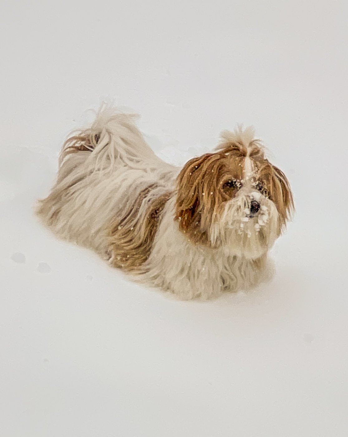 2022 02 25 Snow Storm (19 of 19).jpg