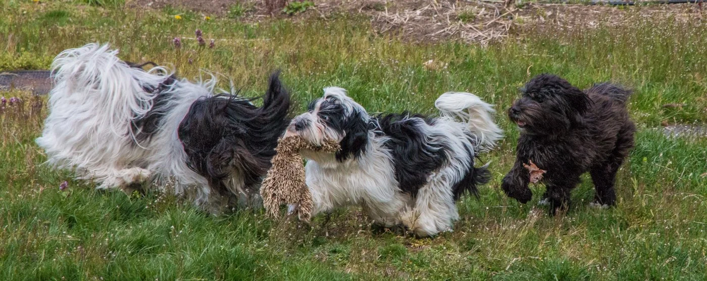 F.A.Q. — High Jump Havanese