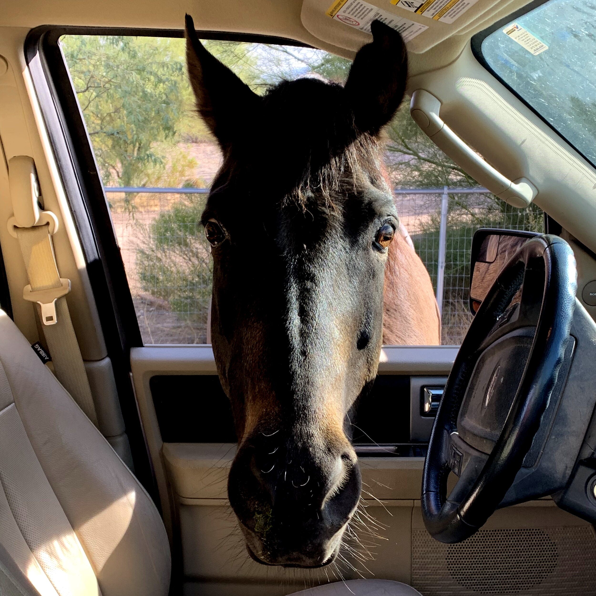 Pegasus Veterinary Center