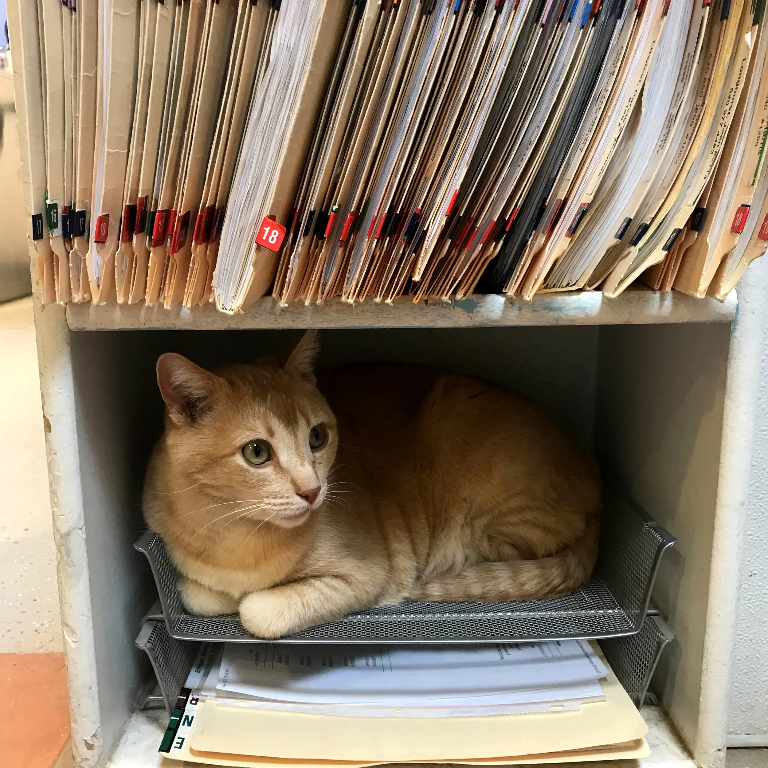 Pegasus Veterinary Center