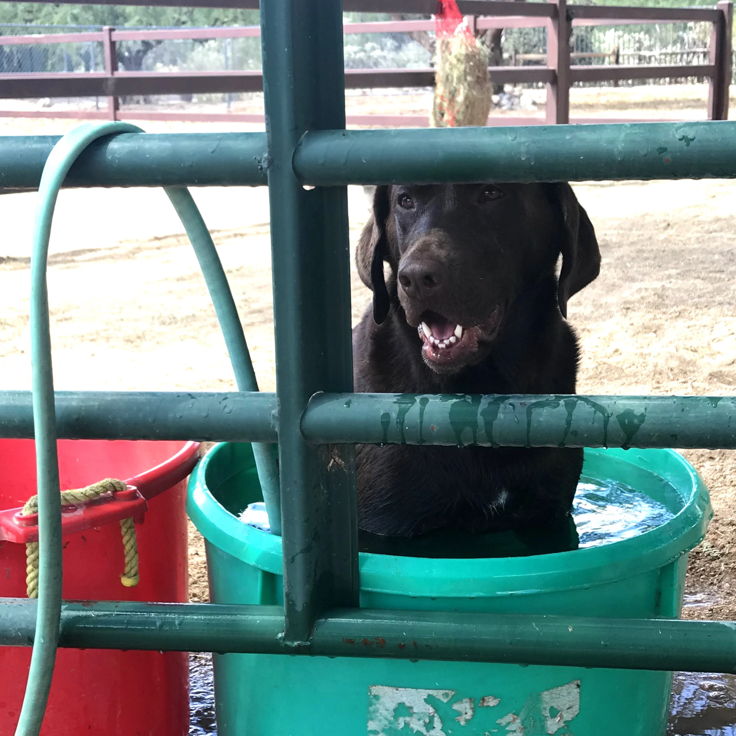 Pegasus Veterinary Center