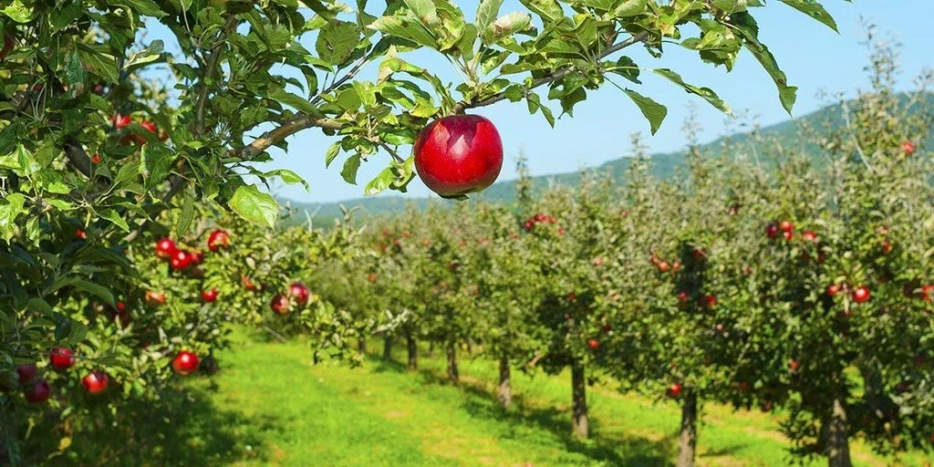 From the Orchard 12 ounce, "I'm Awake" Italian Bergamot & Sweet Orange E. O., Fresh Cucumbers & Sweet Melons, The Essentials of Lemongrass, Tropical Pineapple & Island Coconut