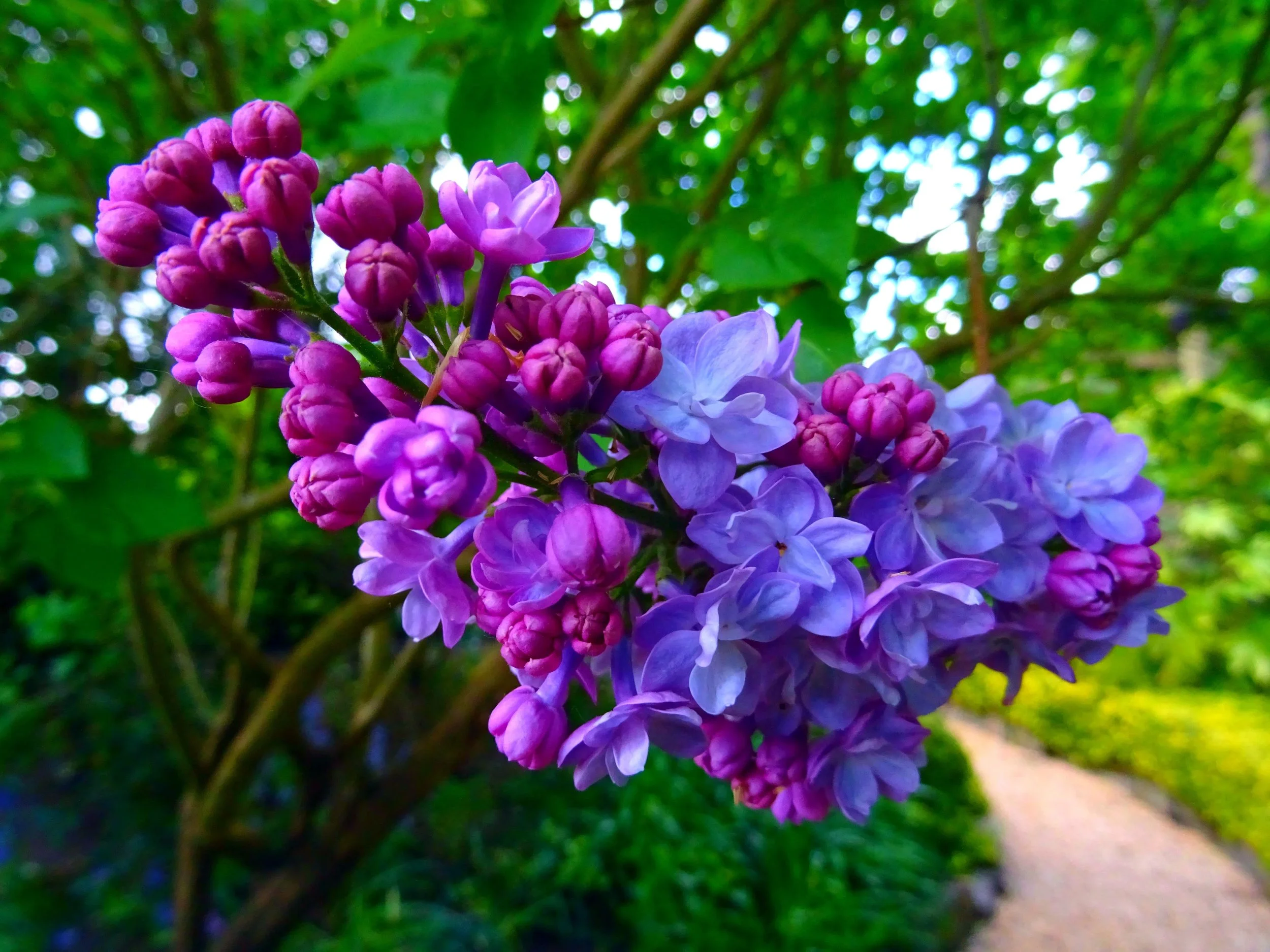 From the Flower Garden 14 ounce, Calabrian Bergamot & Violets, The Essential Oil of Lavender, Lovely Gardenia's,  Island Plumeria's, A Gathering of  Sweet Peas, Vanilla Lavender Lace
