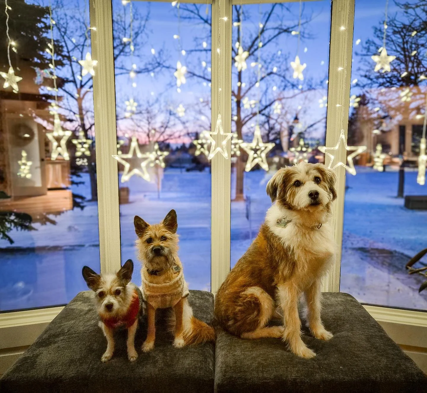 Merry Christmas from our family to yours 🎄

#adventurewitheggroll #rescuedogs #JindoLove